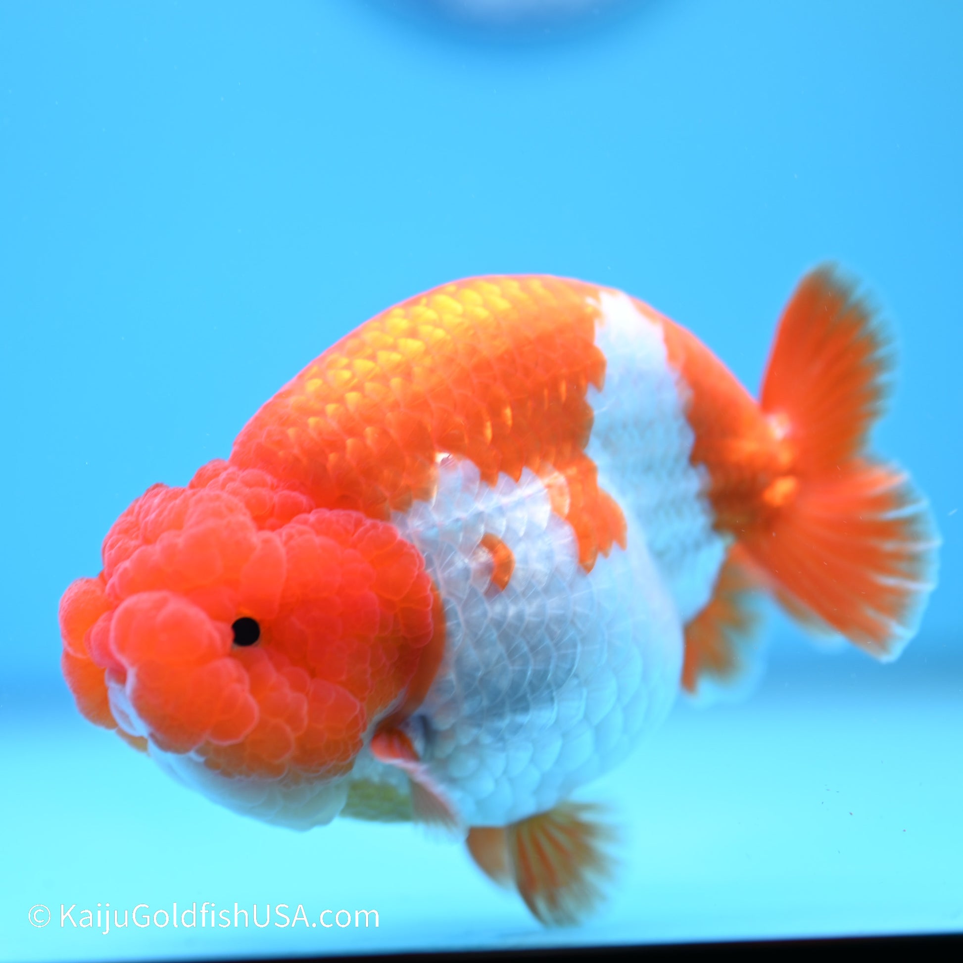 Red White Buffalo Ranchu 5 inches (240517_RC06) - Kaiju Goldfish USA