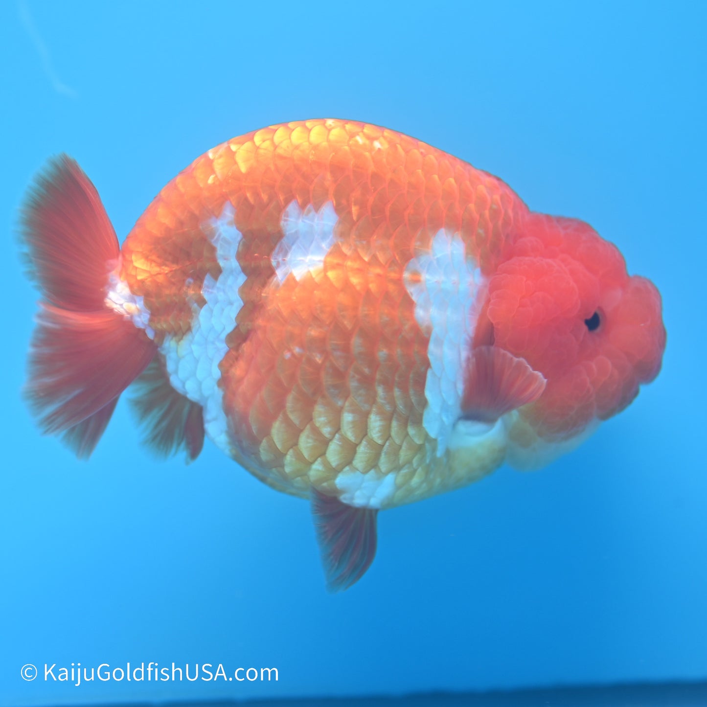 Red White Buffalo Ranchu 5 inches (240517_RC06) - Kaiju Goldfish USA