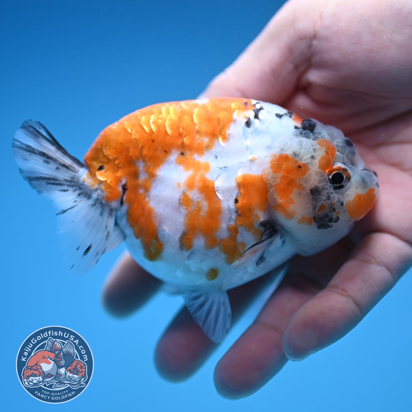 Tricolor Sakura Ranchu 4 inch Body (250905_RC06)