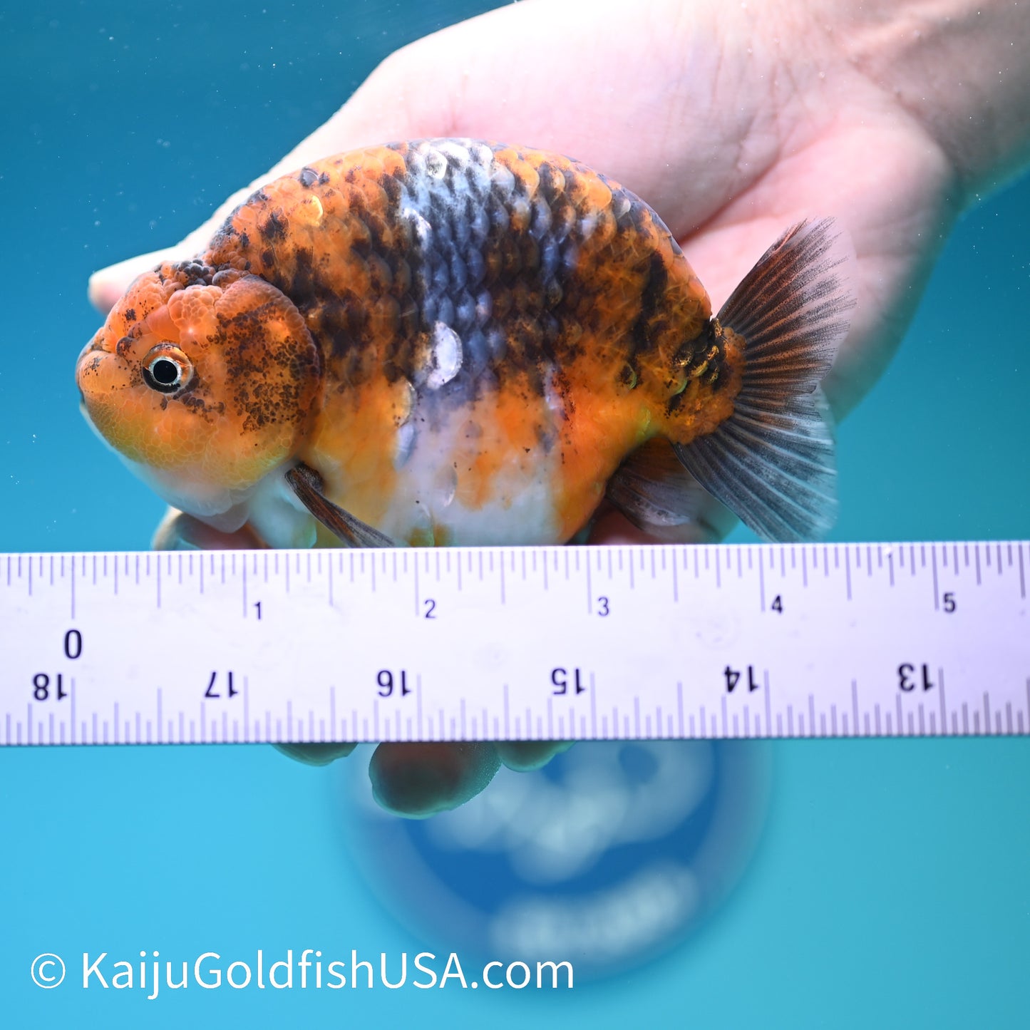 Calico Ranchu 4.5 inches(240510_RC06) - Kaiju Goldfish USA