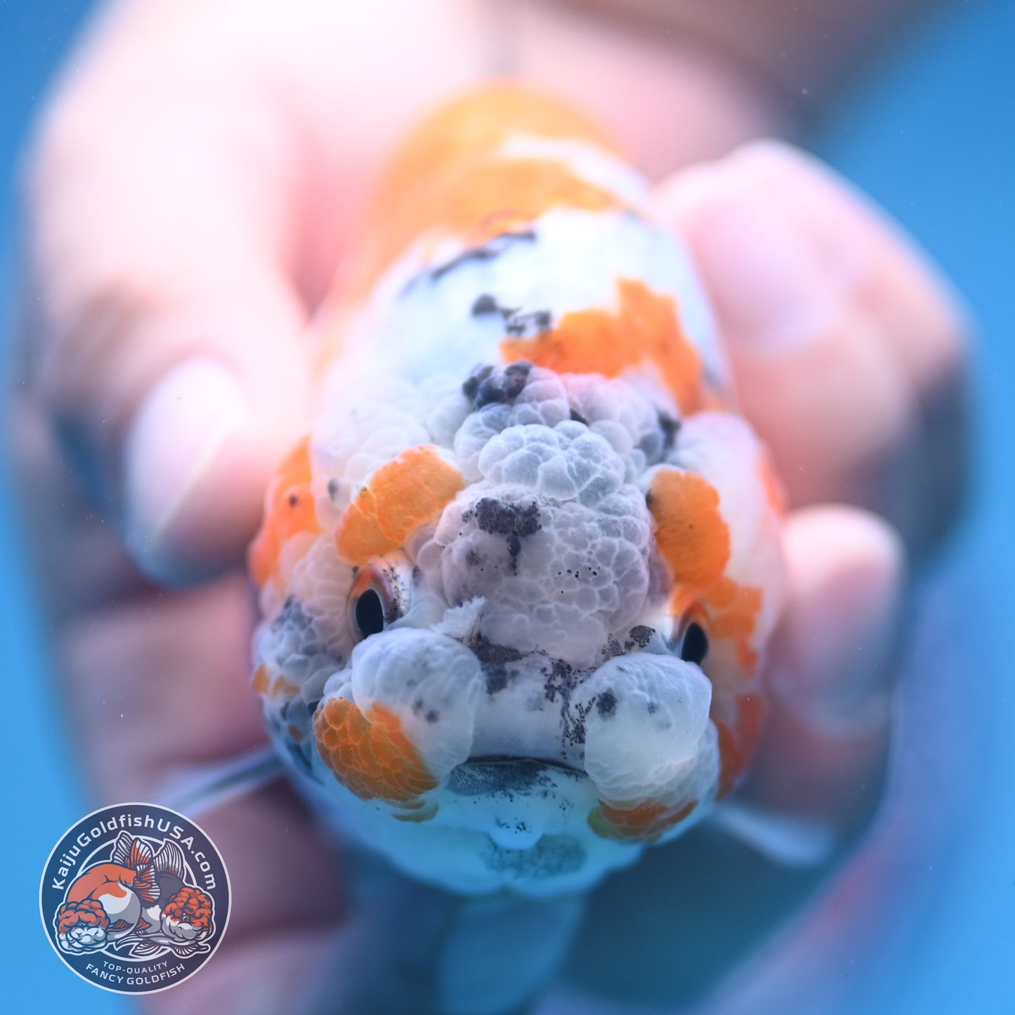 Tricolor Sakura Ranchu 4 inch Body (250905_RC06)