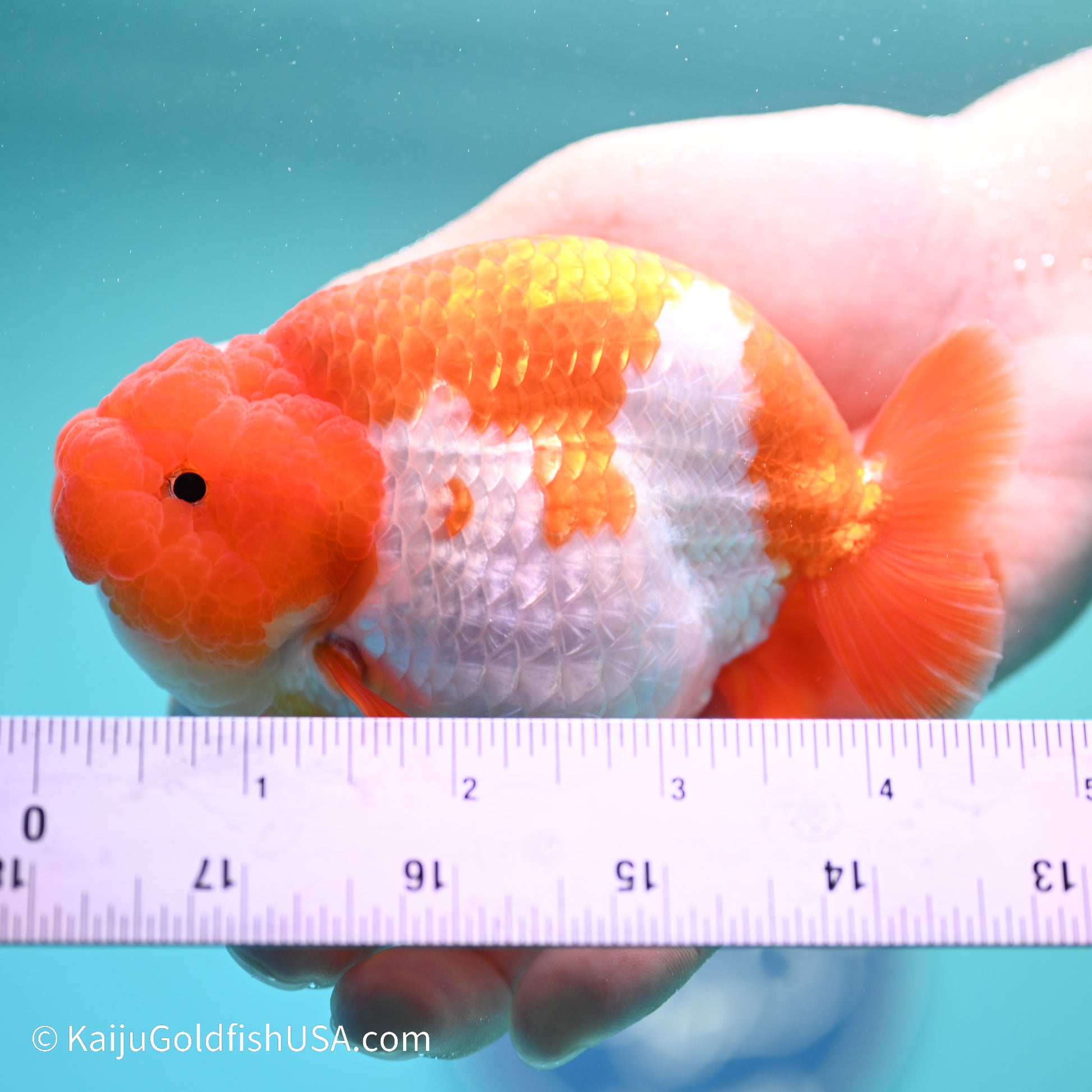 Red White Buffalo Ranchu 5 inches (240517_RC06) - Kaiju Goldfish USA