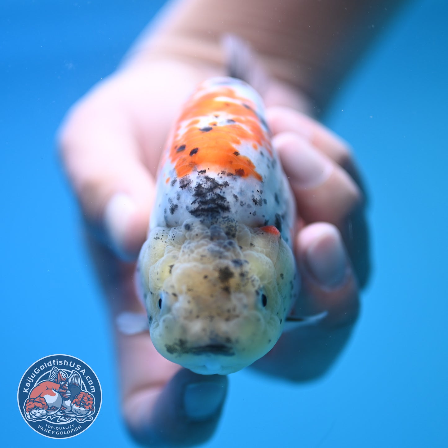 Blue Base Tricolor Ranchu 4.5 inch Body (250815_RC06)