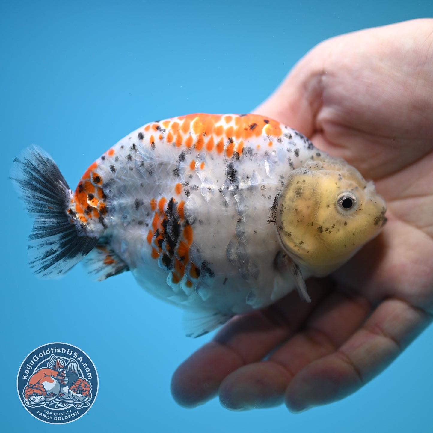 Blue Base Tricolor Ranchu 4.5 inch Body (250815_RC06)