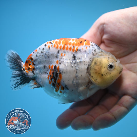 Blue Base Tricolor Ranchu 4.5 inch Body (250815_RC06)