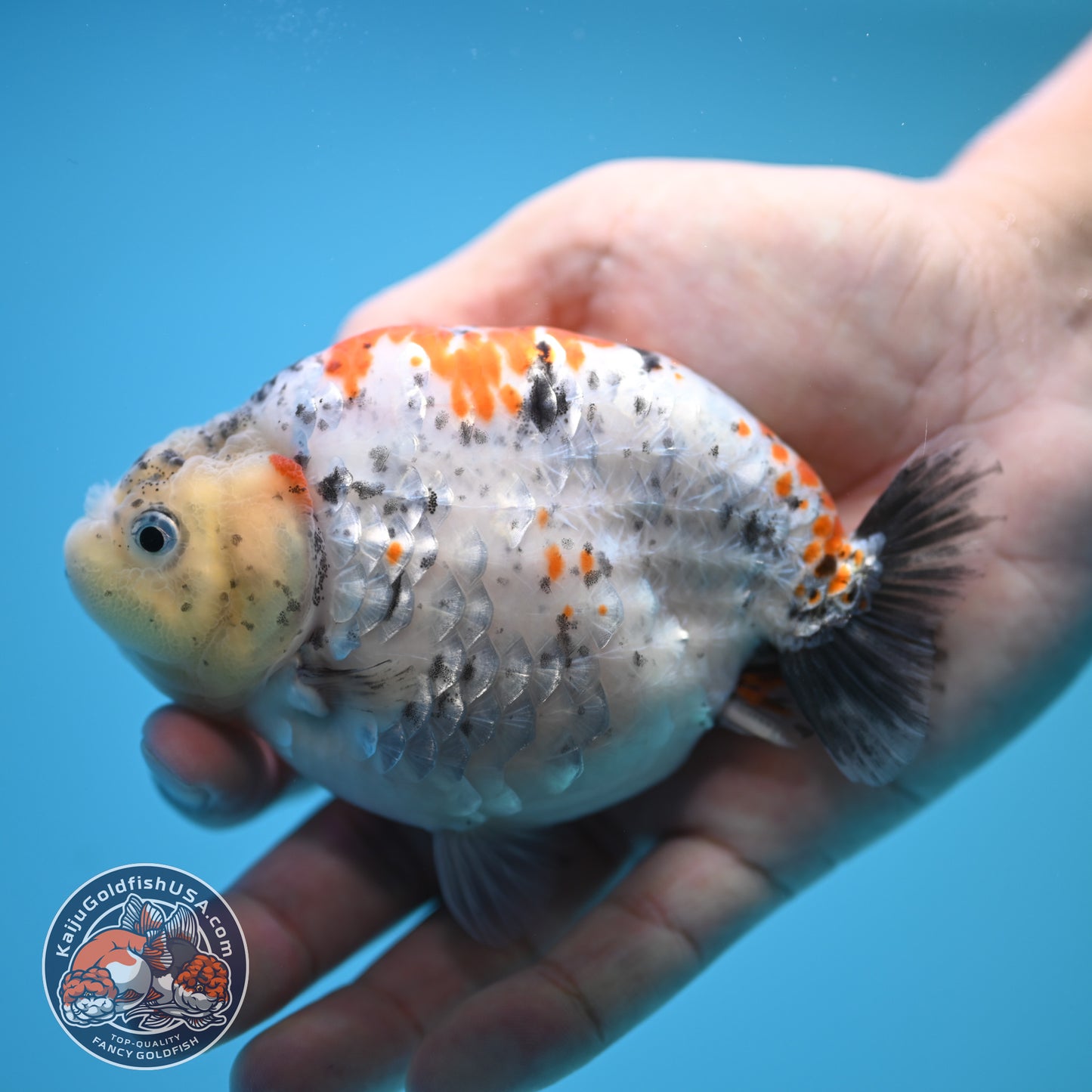 Blue Base Tricolor Ranchu 4.5 inch Body (250815_RC06)