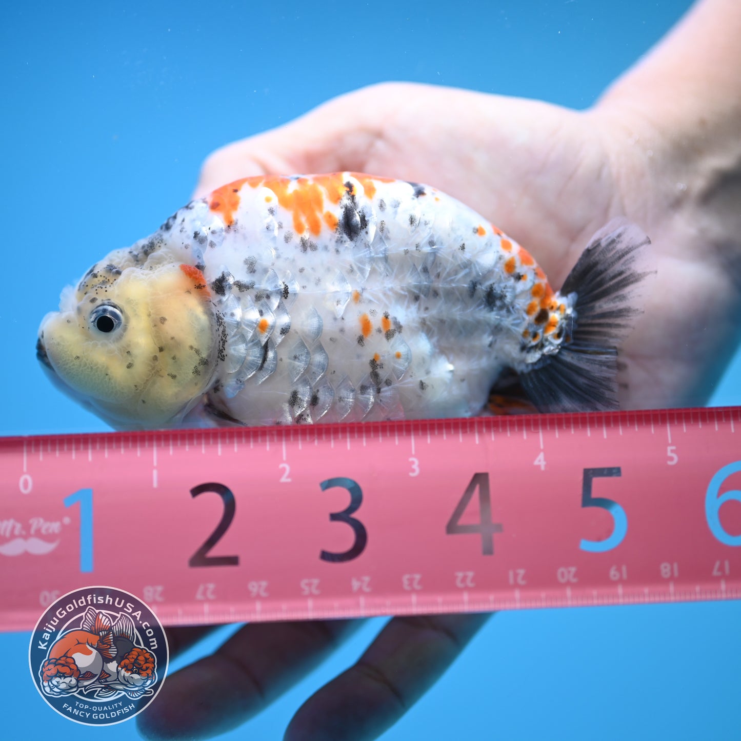 Blue Base Tricolor Ranchu 4.5 inch Body (250815_RC06)