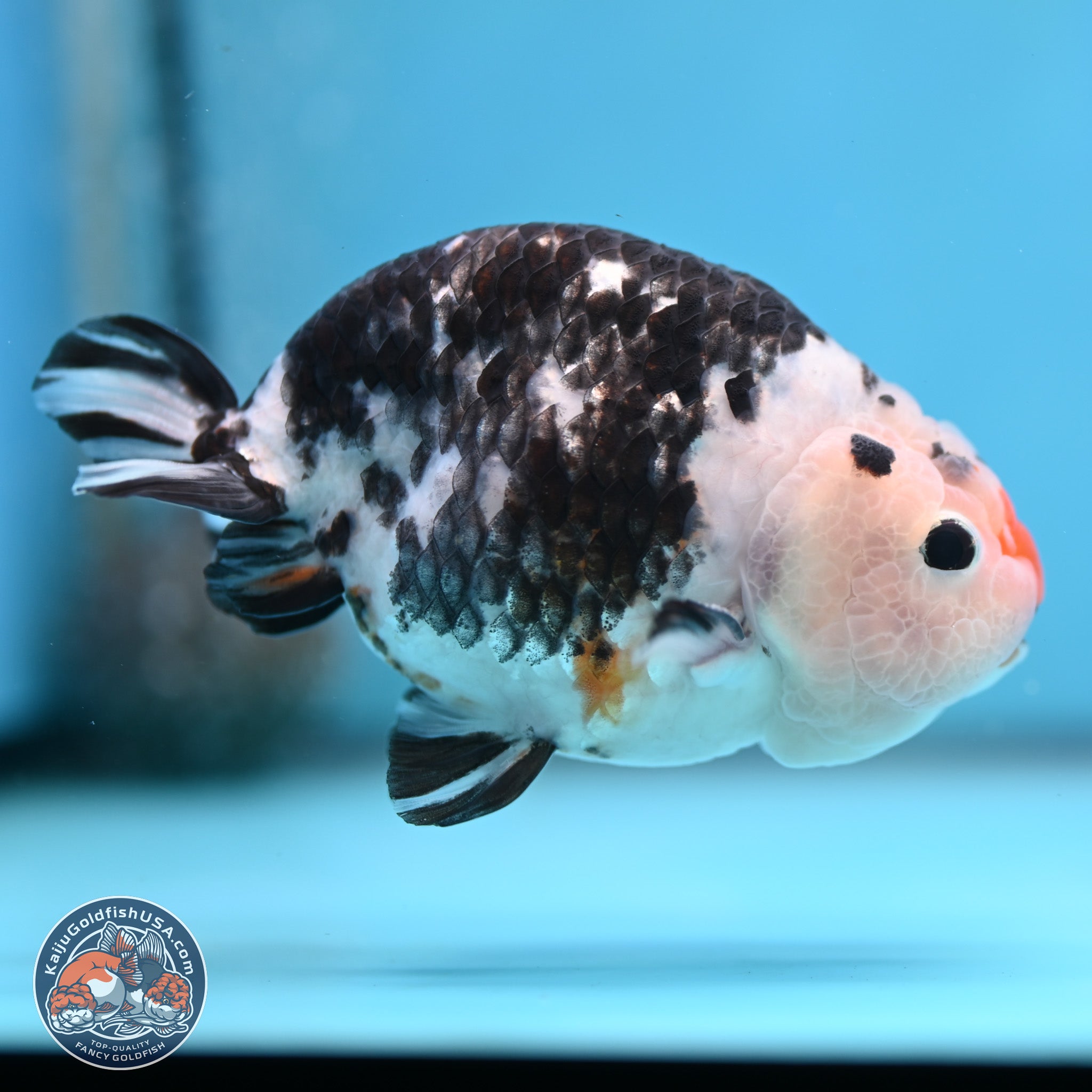 Goldfish Ranchu Cow Ranchu Goldfish for Sale | Kaiju Goldfish USA