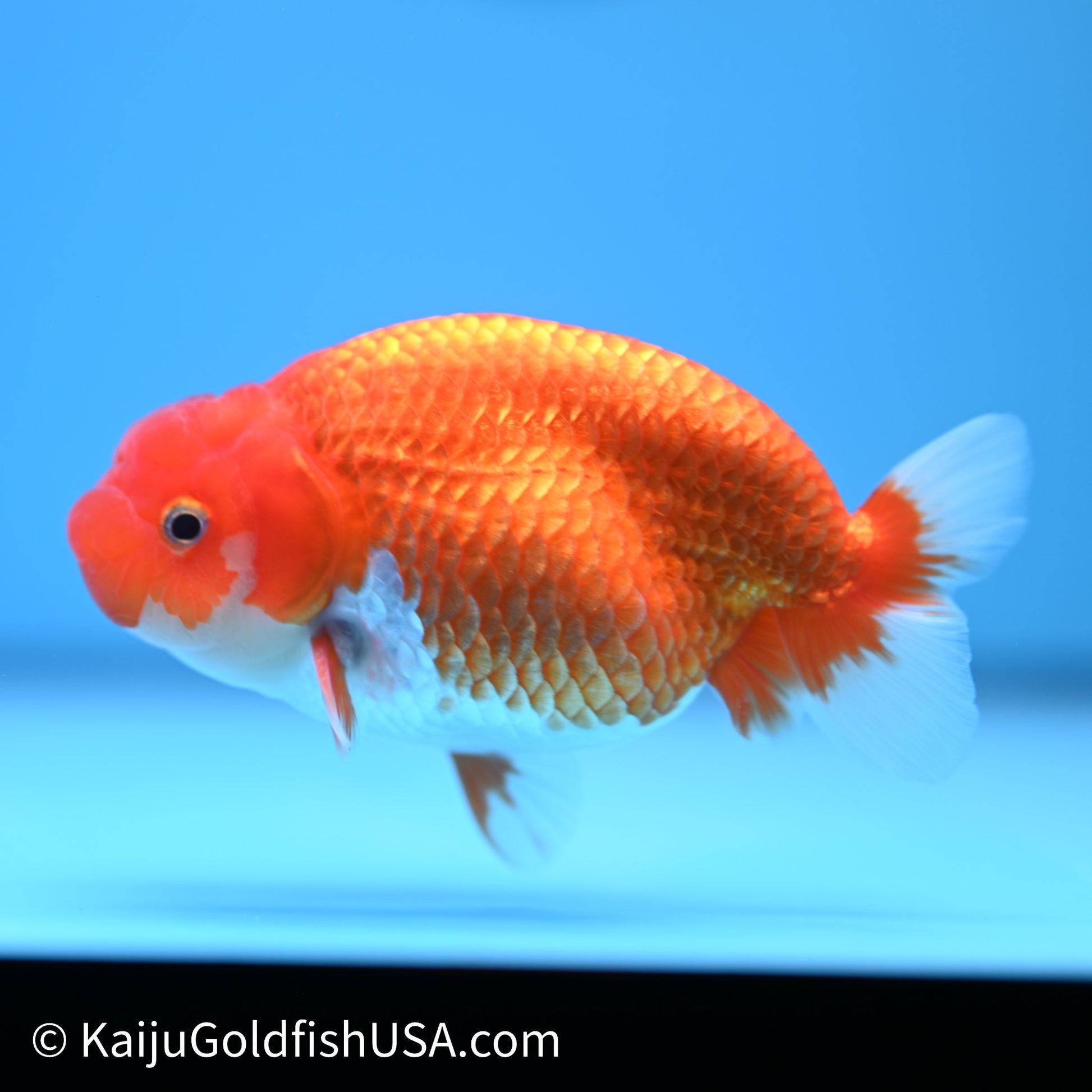 Red White Buffalo Ranchu 4in Body (240621_RC06) - Please Read Description - Kaiju Goldfish USA