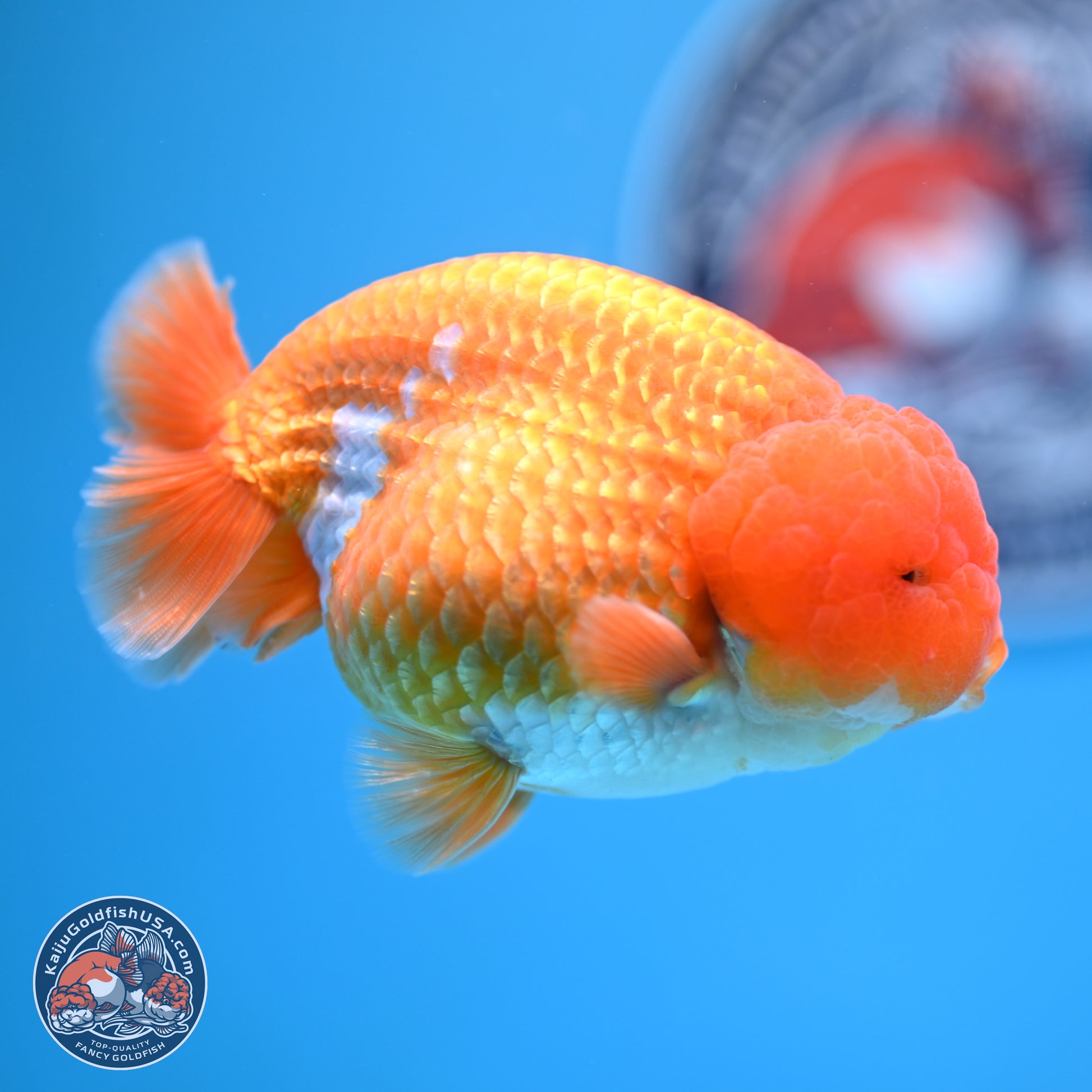 A Grade Red White Lionchu 4-4.5 inches (240906_RC06) - Kaiju Goldfish USA