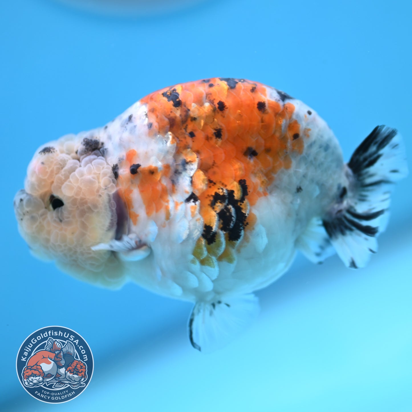 Calico Ranchu 3.8 inches Body (250516_RC06)