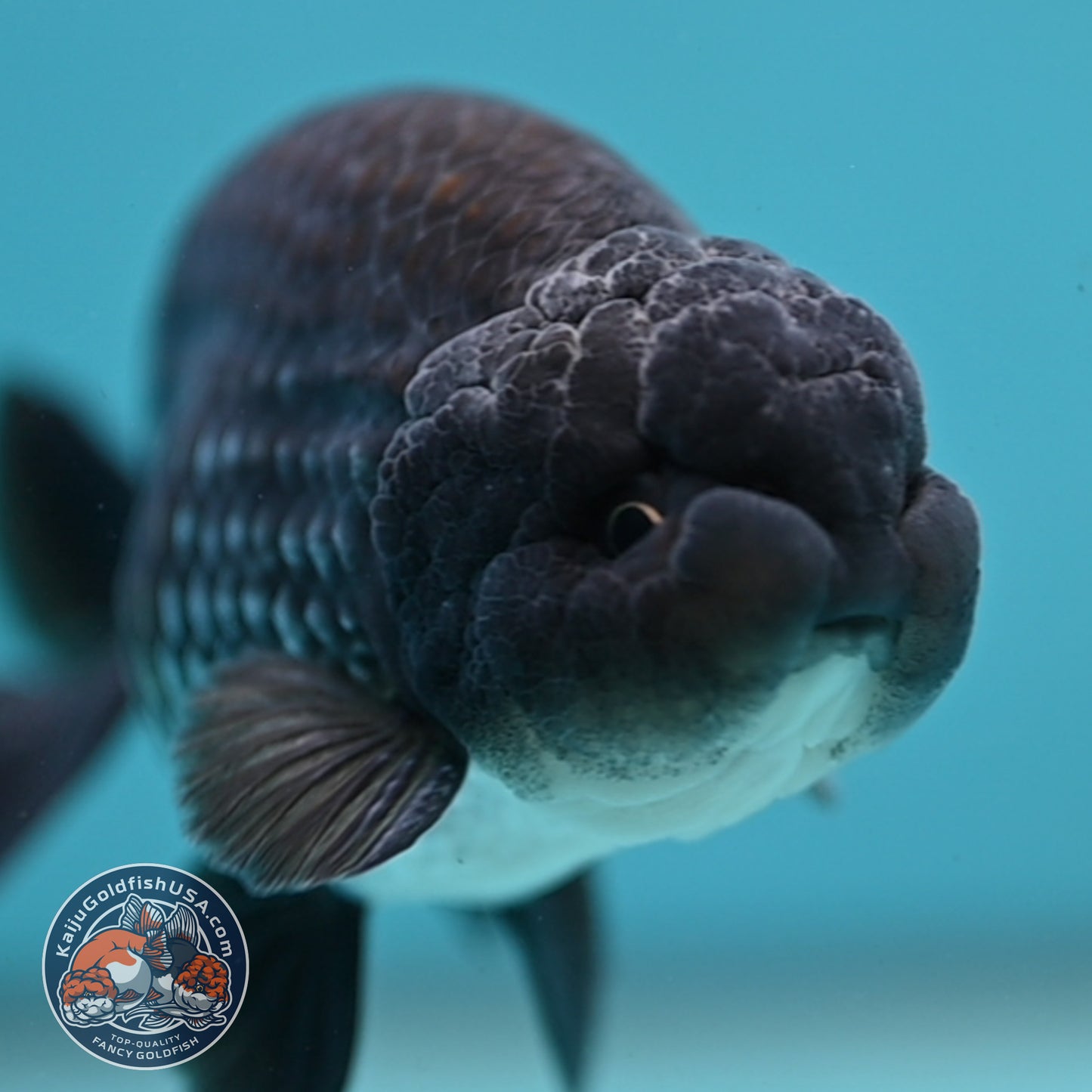 Sapphire / Platinum Ranchu 4 inch Body (250919_RC06)