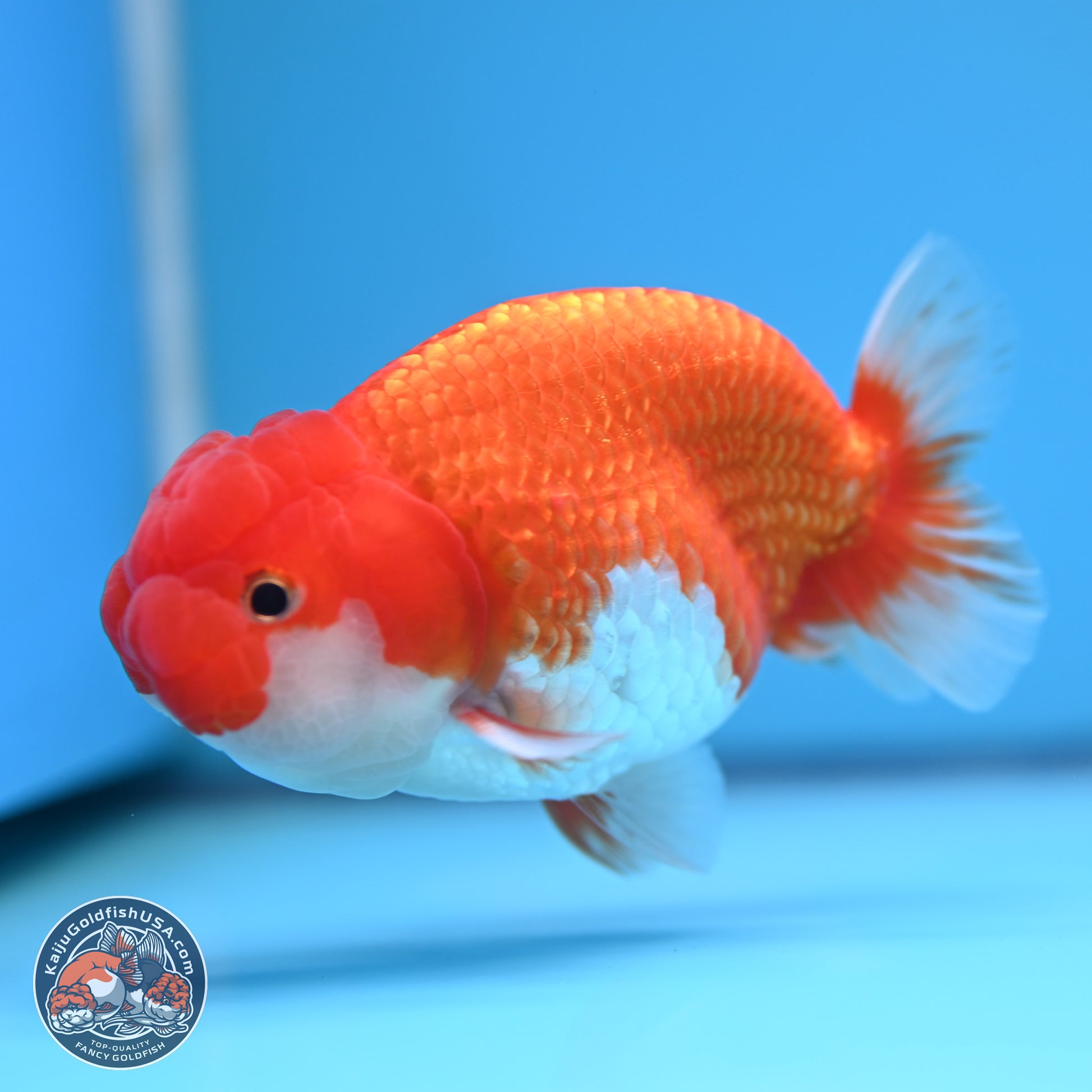 Red White Buffalo Ranchu 4-5 in (241011_RC06) - Kaiju Goldfish USA