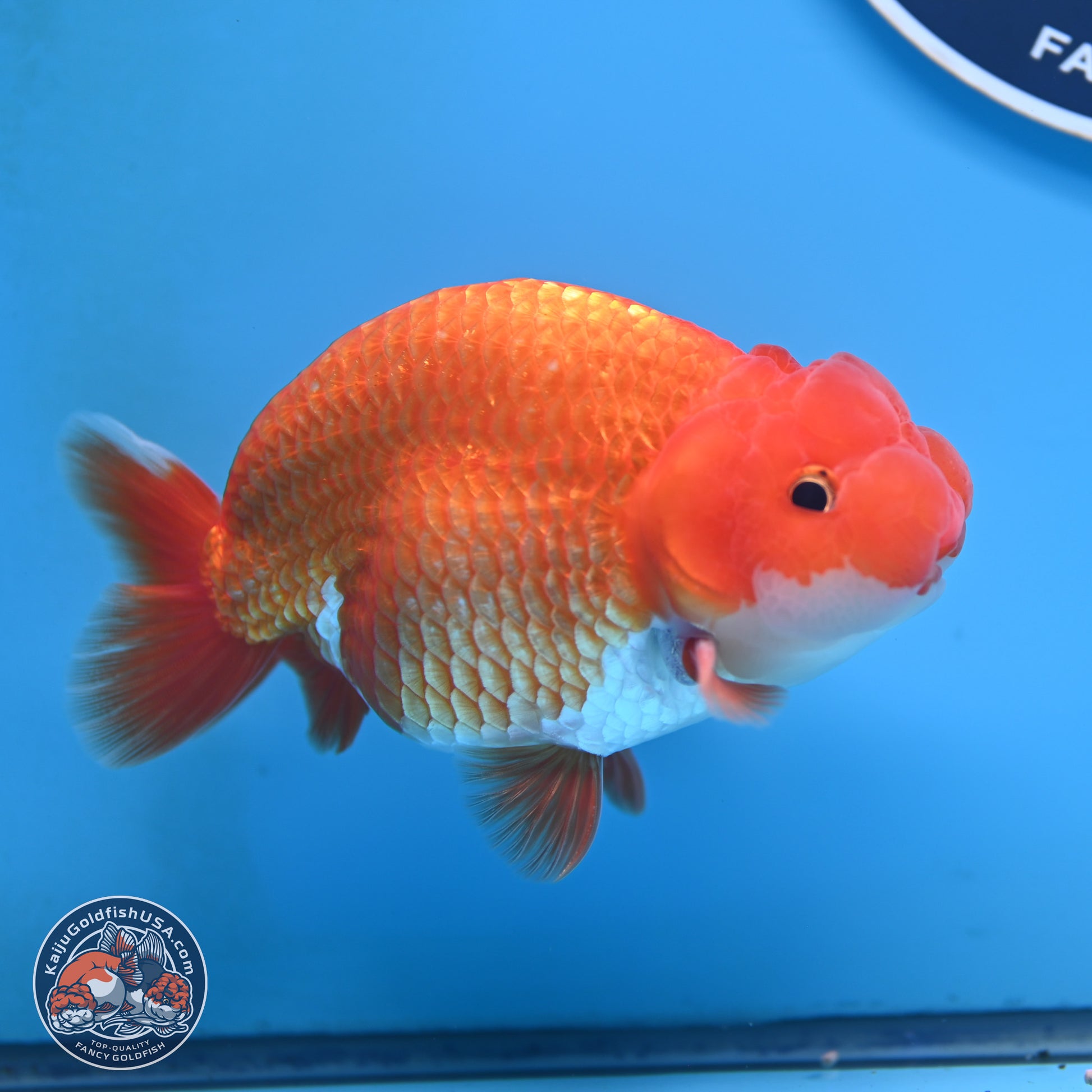 Red White Buffalo Ranchu 5 inches (241025_RC06) - Kaiju Goldfish USA