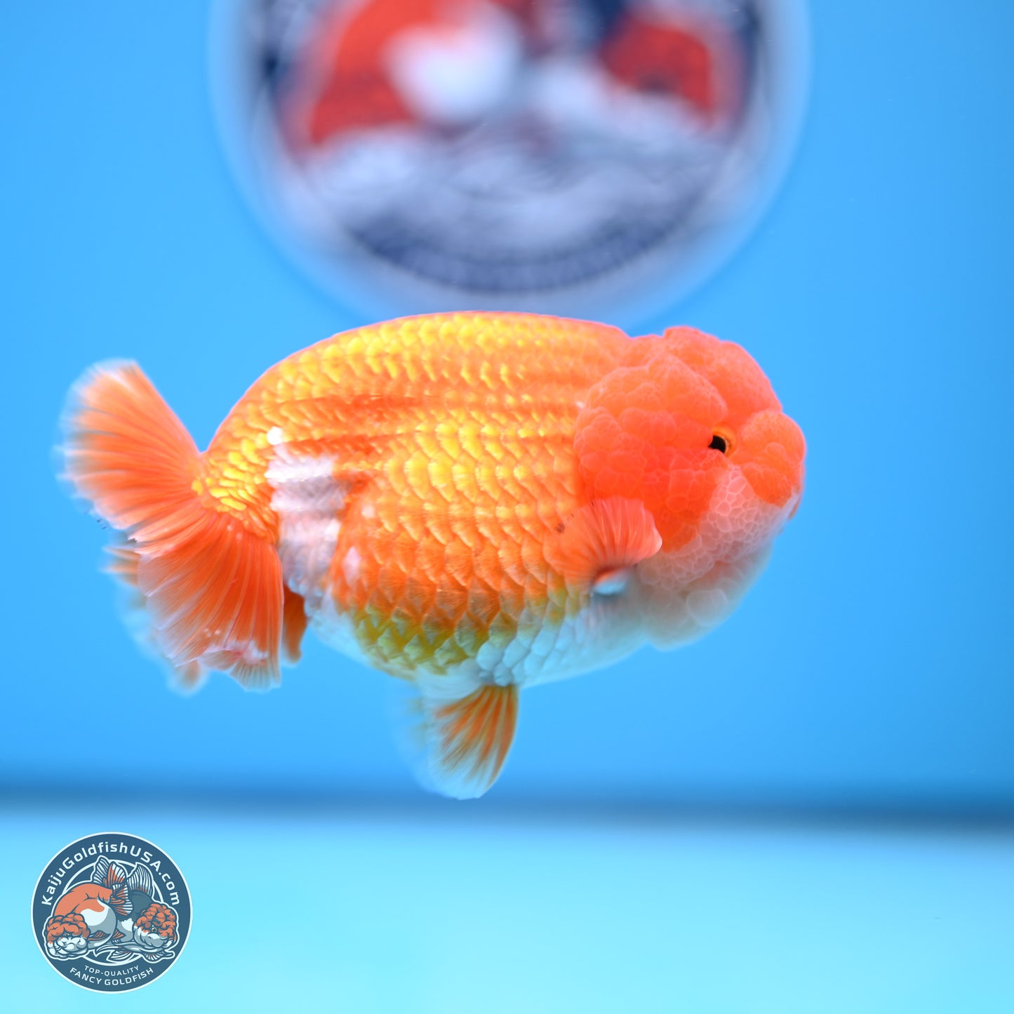 Red White Lionchu 4in Body (240823_RC06) - Kaiju Goldfish USA