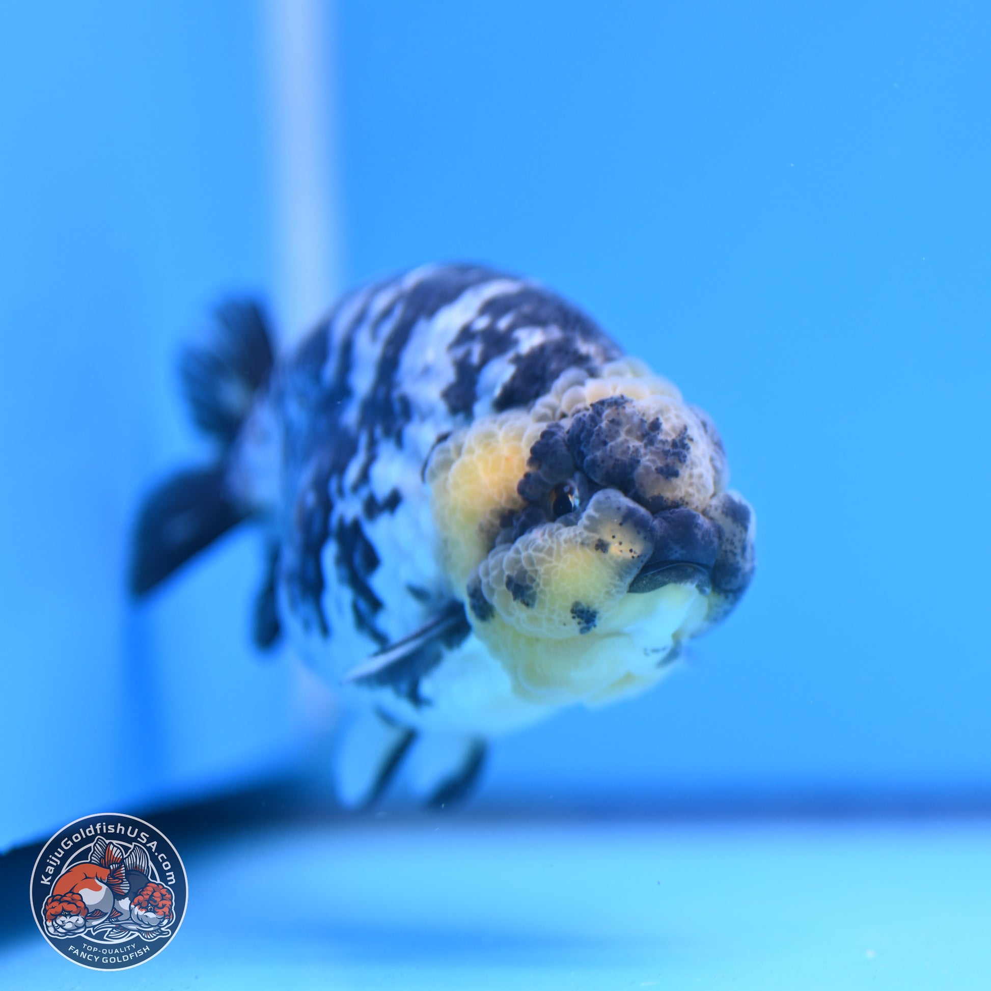 White Tiger Ranchu 3.75in Body (240809_RC06) - Kaiju Goldfish USA