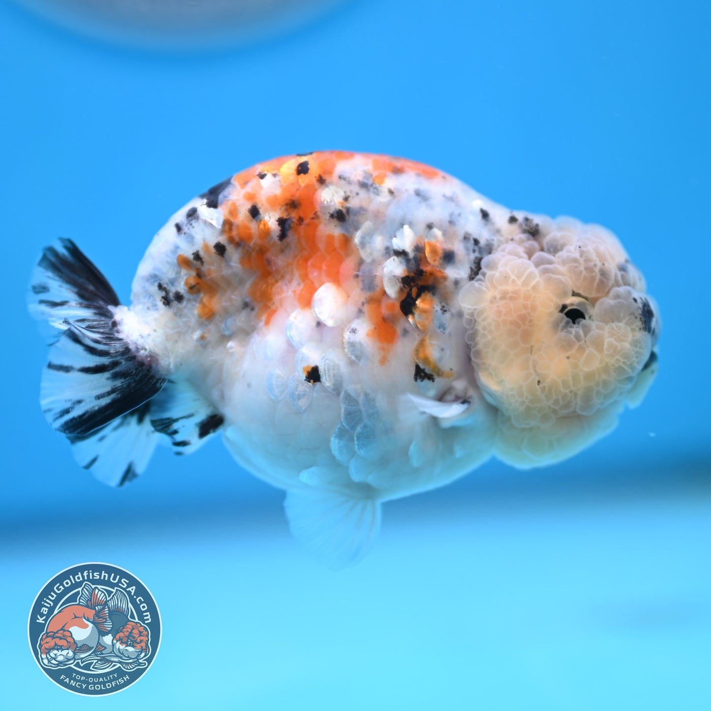 Calico Ranchu 3.8 inches Body (250516_RC06)