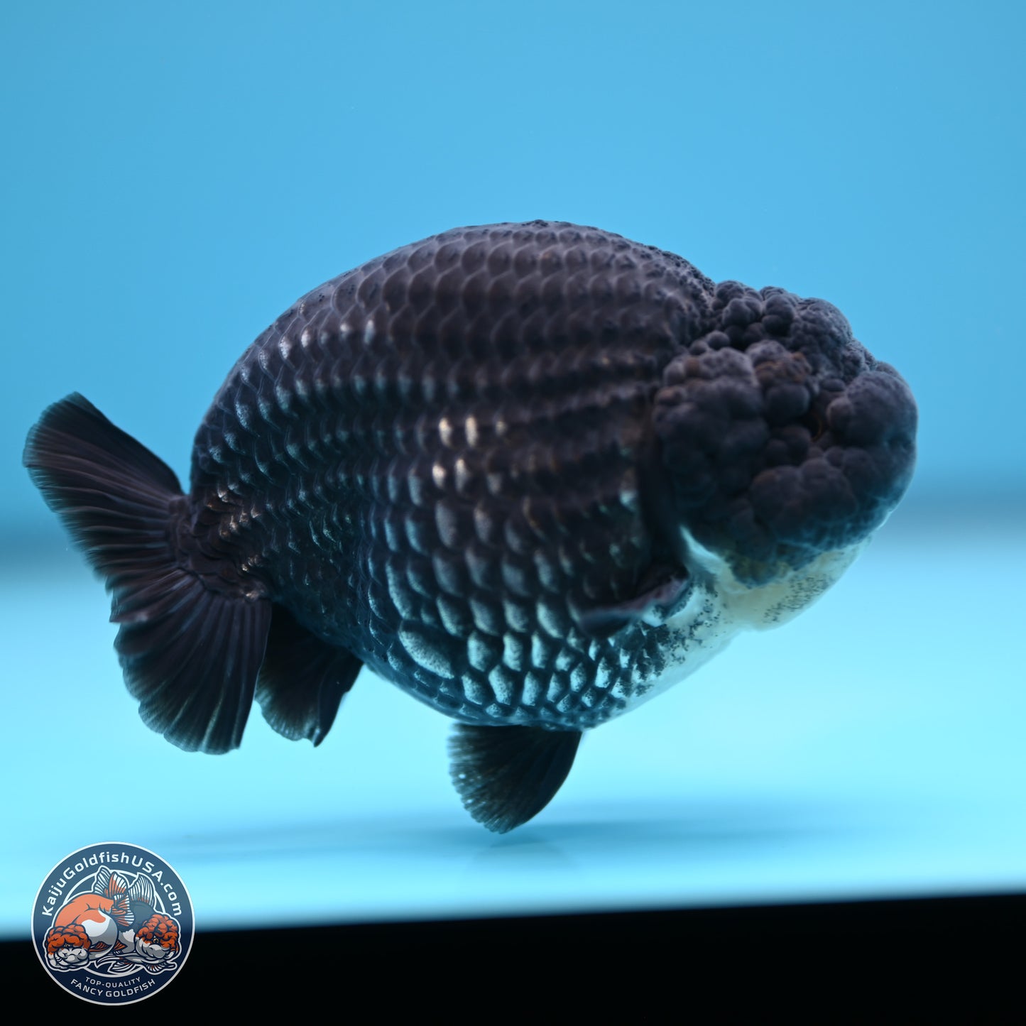 Platinum Ranchu 3.75 inches Body - Male (241227_RC06)