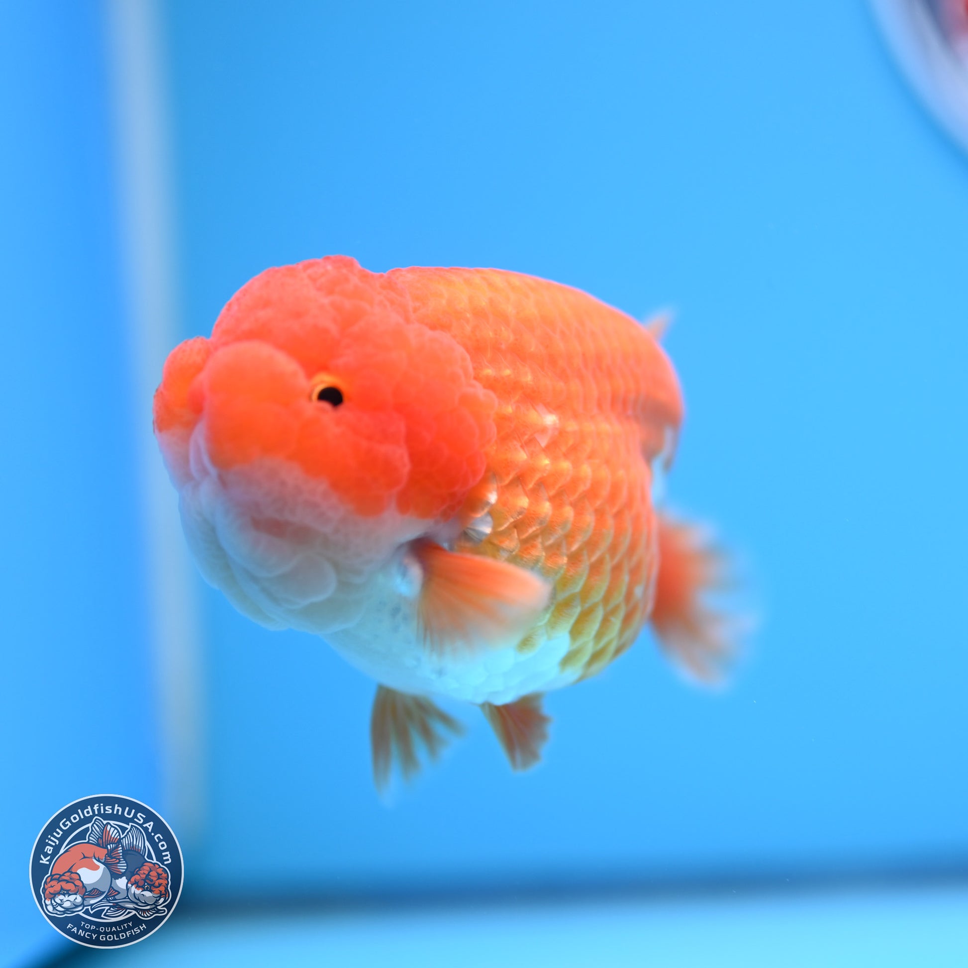 Red White Lionchu 4in Body (240823_RC06) - Kaiju Goldfish USA