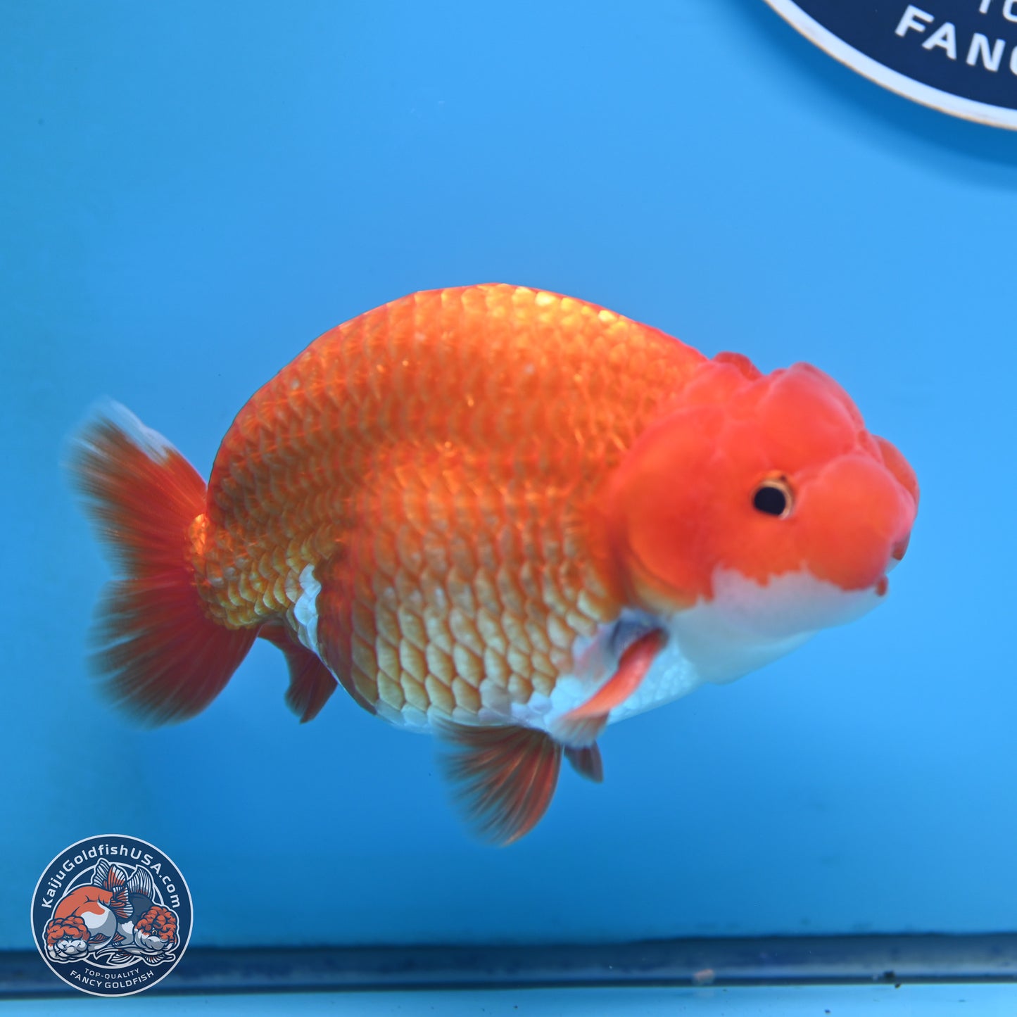 Red White Buffalo Ranchu 5 inches (241025_RC06) - Kaiju Goldfish USA