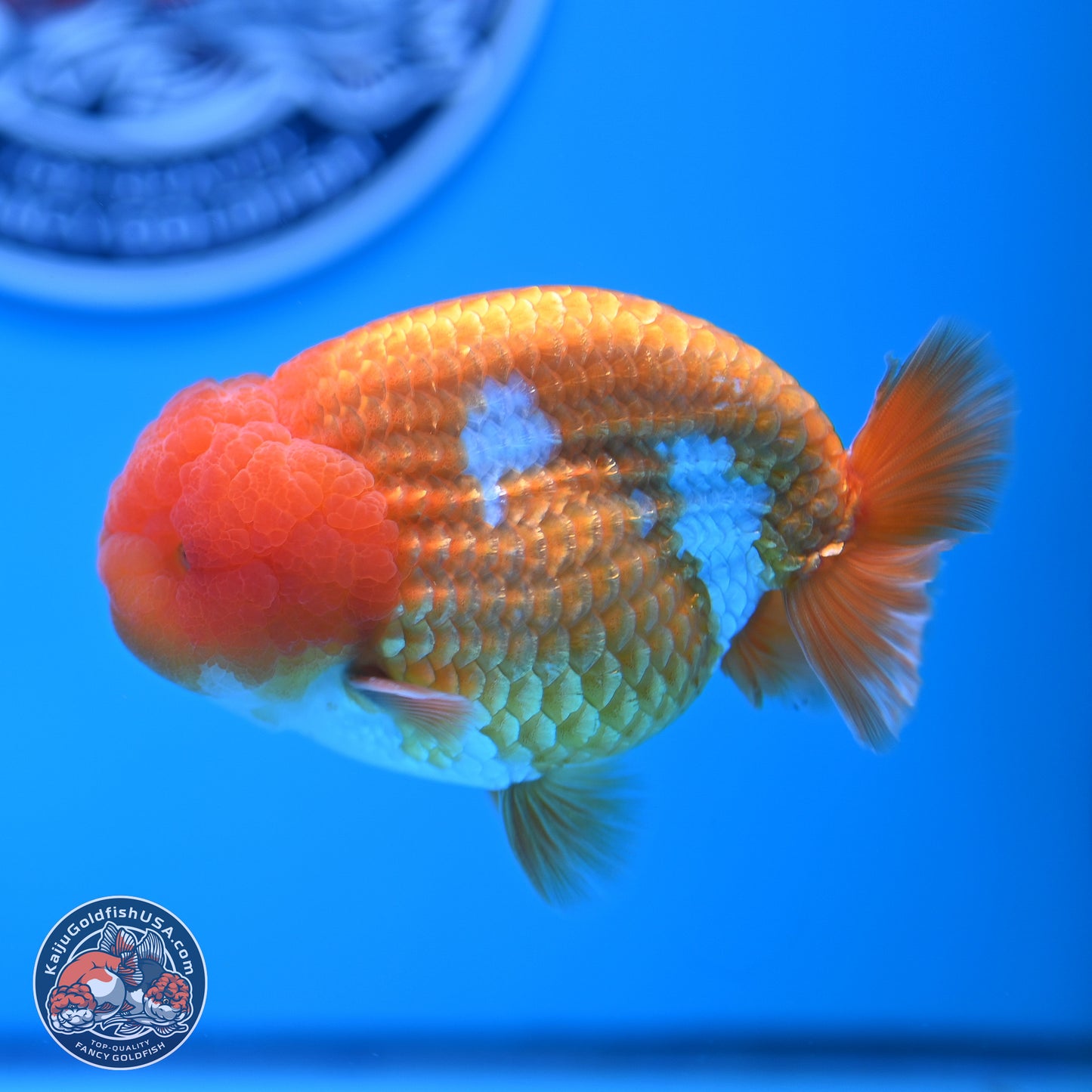 A Grade Red White Lionchu 4-4.5 inches (240906_RC06) - Kaiju Goldfish USA