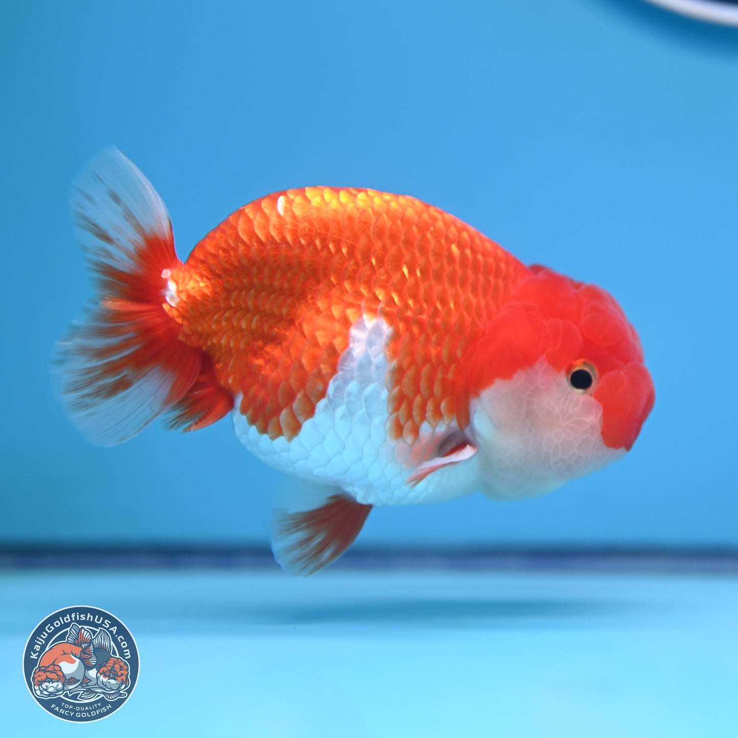 Red White Buffalo Ranchu 4-5 in (241011_RC06) - Kaiju Goldfish USA