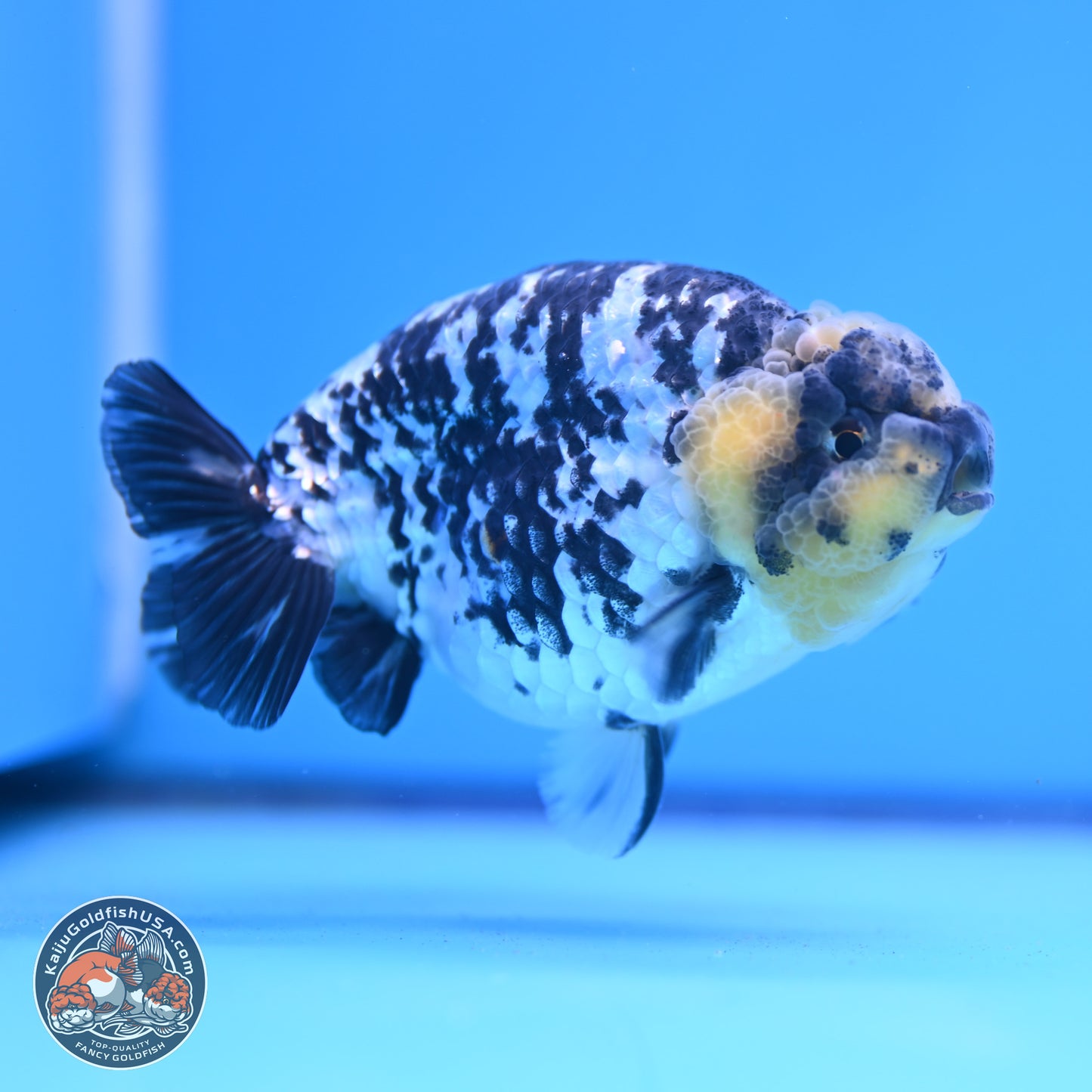 White Tiger Ranchu 3.75in Body (240809_RC06) - Kaiju Goldfish USA