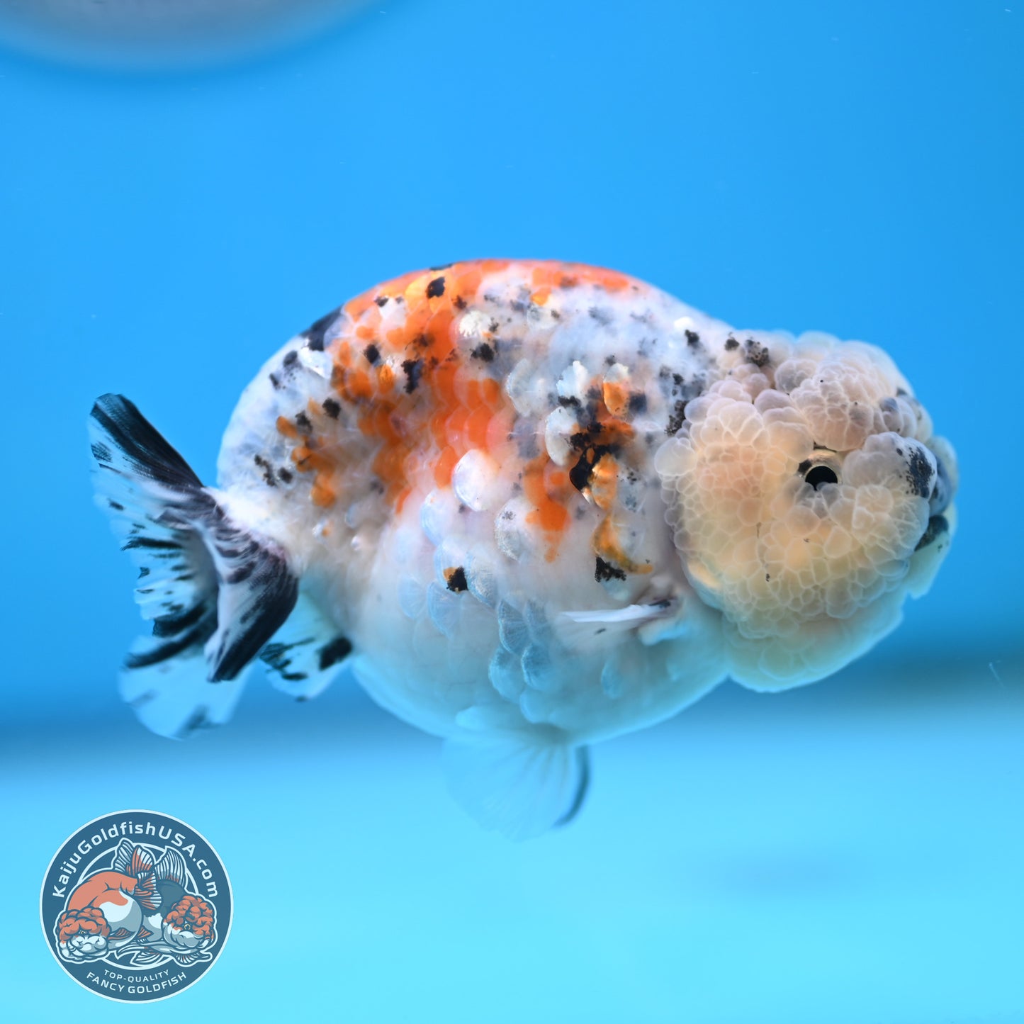 Calico Ranchu 3.8 inches Body (250516_RC06)
