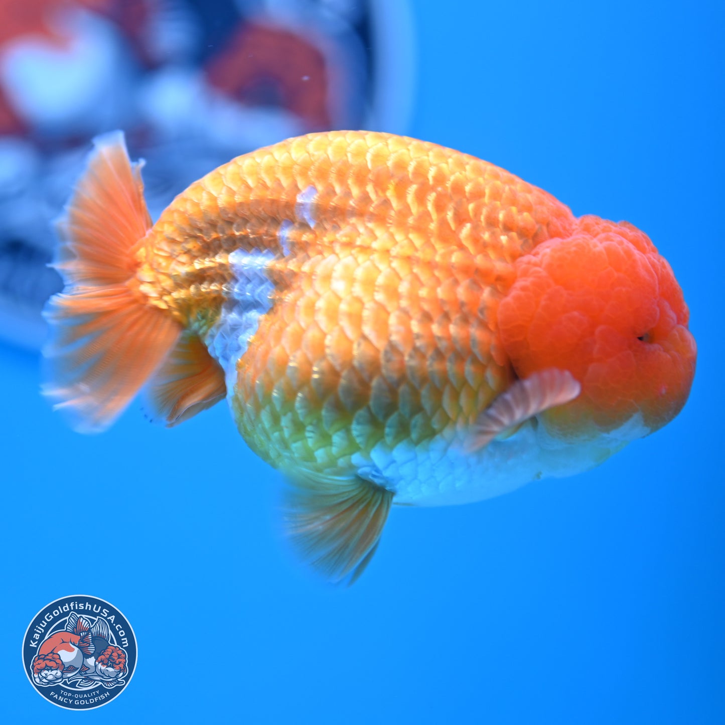 A Grade Red White Lionchu 4-4.5 inches (240906_RC06) - Kaiju Goldfish USA