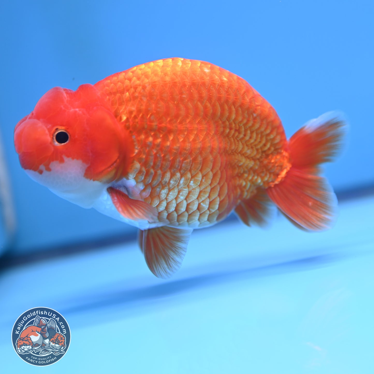 Red White Buffalo Ranchu 5 inches (241025_RC06) - Kaiju Goldfish USA