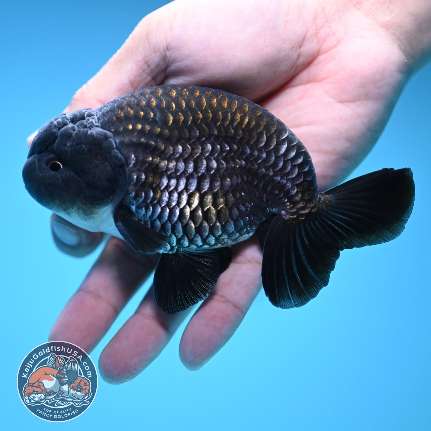 Sapphire / Platinum Ranchu 4 inch Body (250919_RC06)