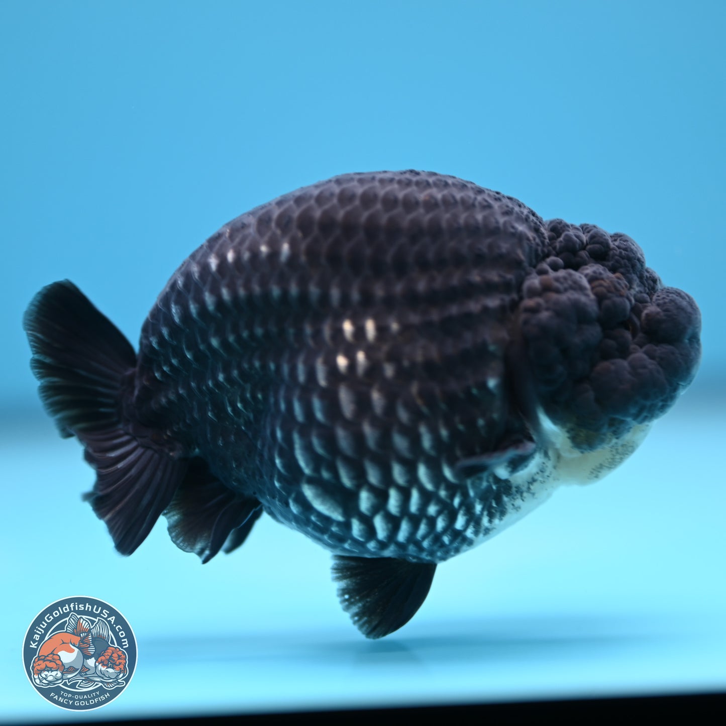 Platinum Ranchu 3.75 inches Body - Male (241227_RC06)