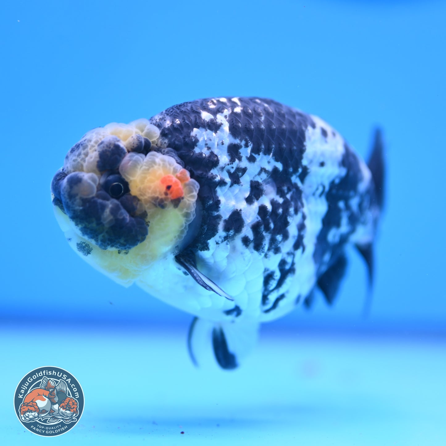 White Tiger Ranchu 3.75in Body (240809_RC06) - Kaiju Goldfish USA