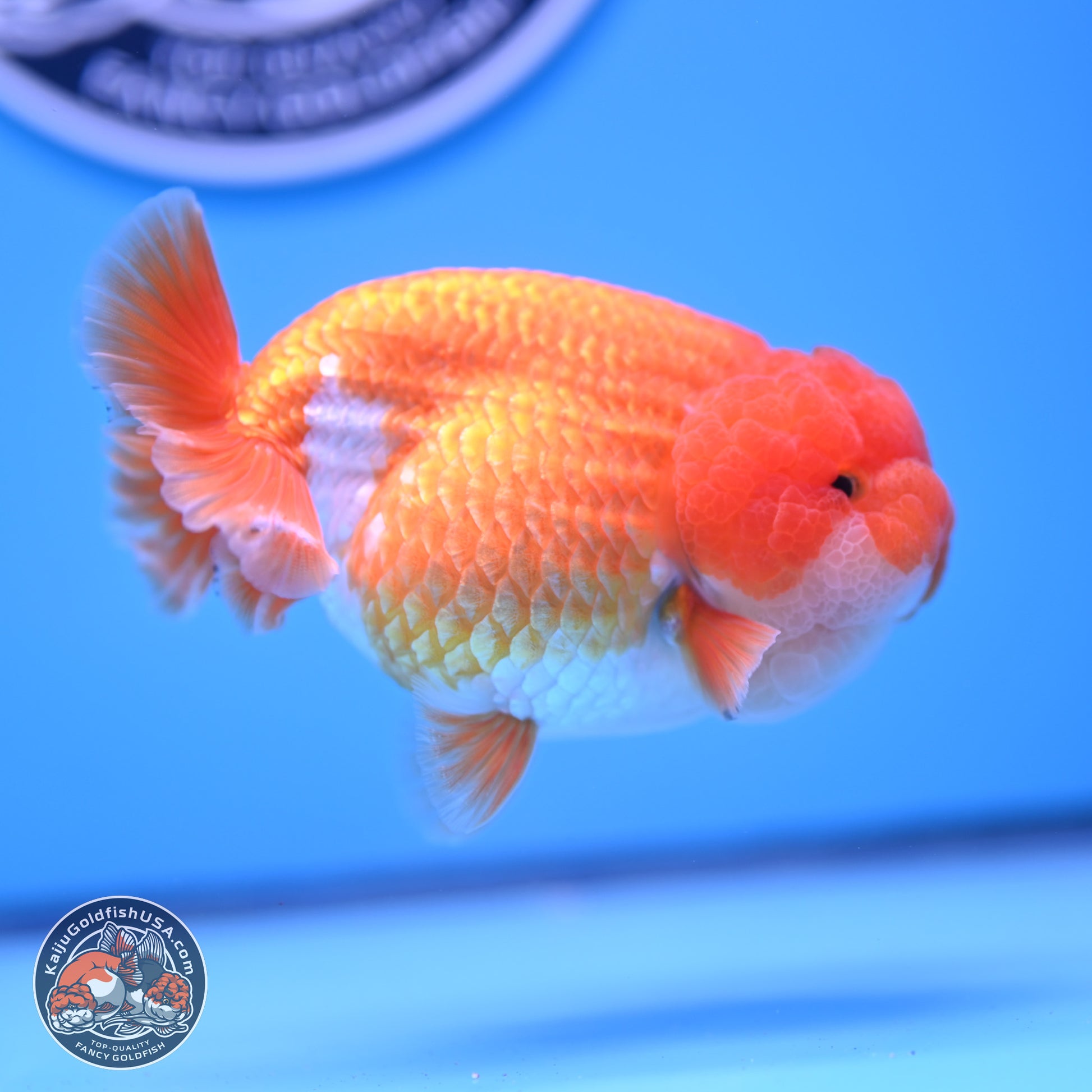 Red White Lionchu 4in Body (240823_RC06) - Kaiju Goldfish USA