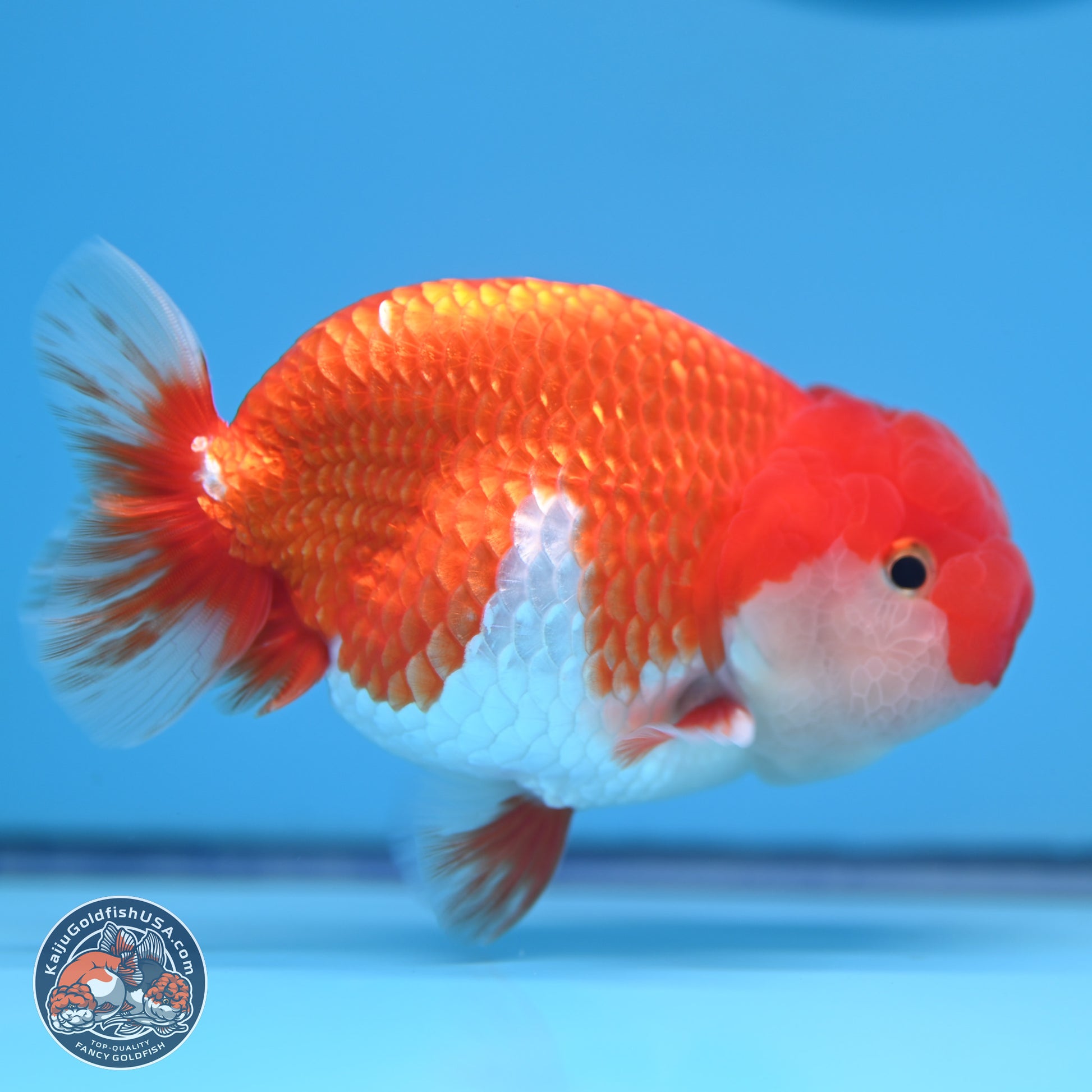 Red White Buffalo Ranchu 4-5 in (241011_RC06) - Kaiju Goldfish USA