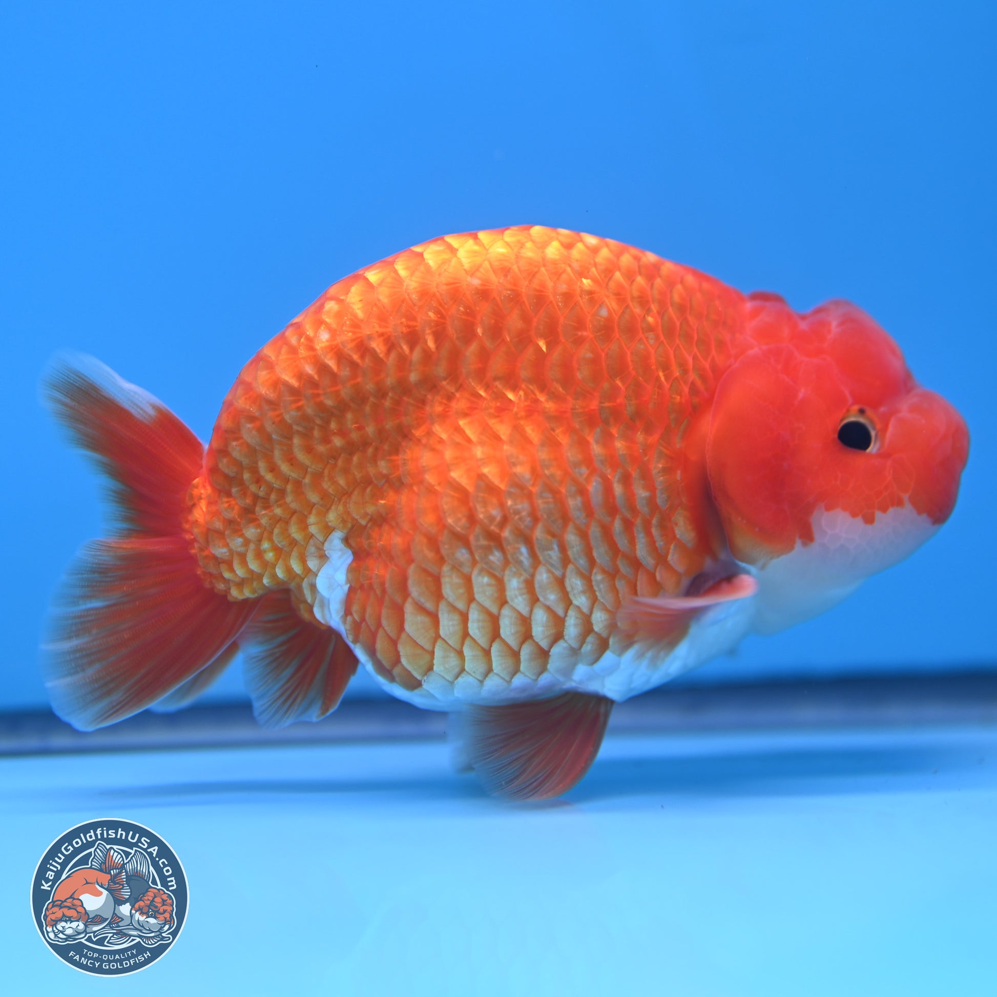 Red White Buffalo Ranchu 5 inches (241025_RC06) - Kaiju Goldfish USA