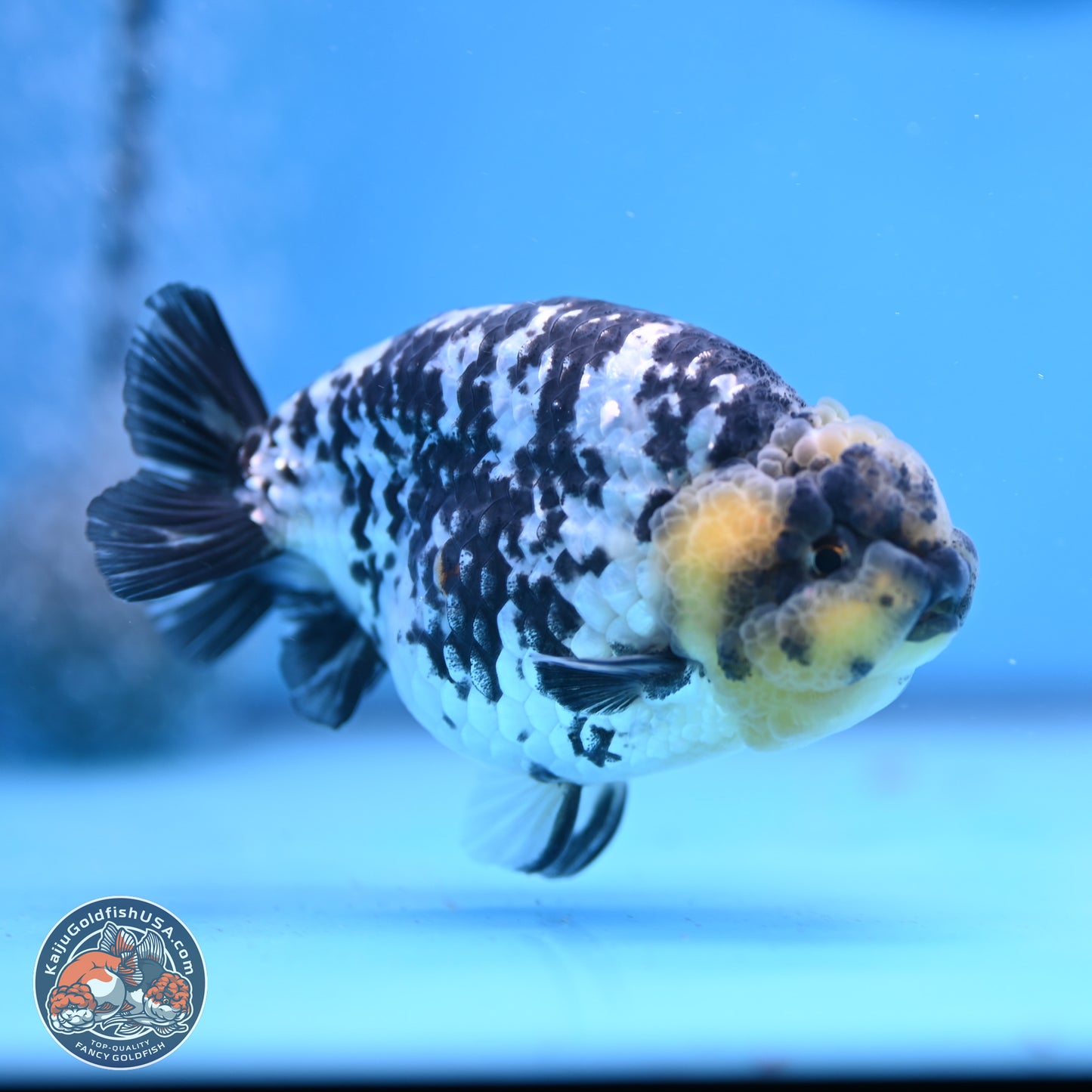 White Tiger Ranchu 3.75in Body (240809_RC06) - Kaiju Goldfish USA