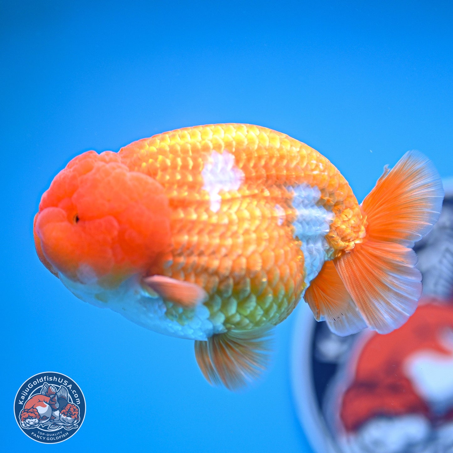 A Grade Red White Lionchu 4-4.5 inches (240906_RC06) - Kaiju Goldfish USA