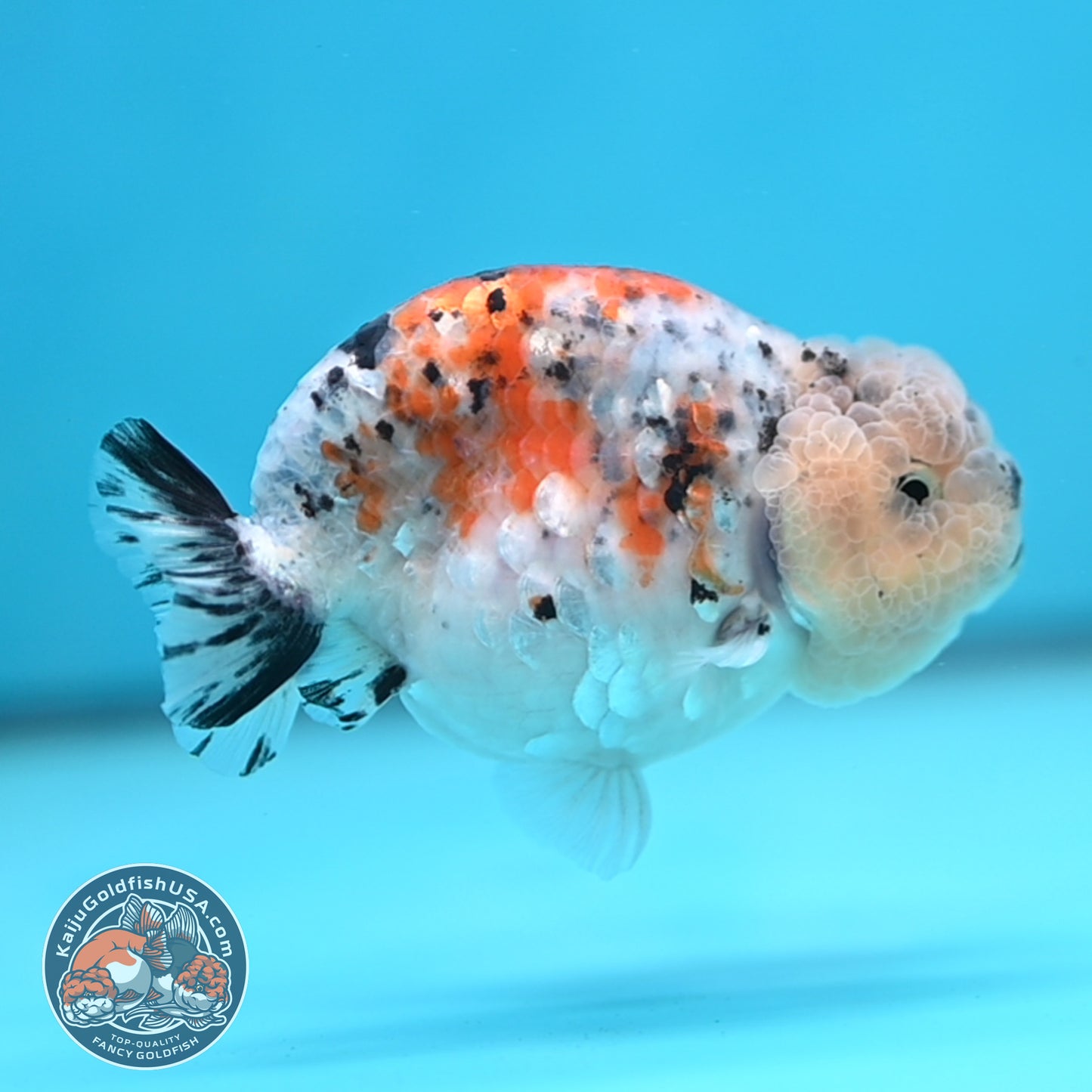 Calico Ranchu 3.8 inches Body (250516_RC06)
