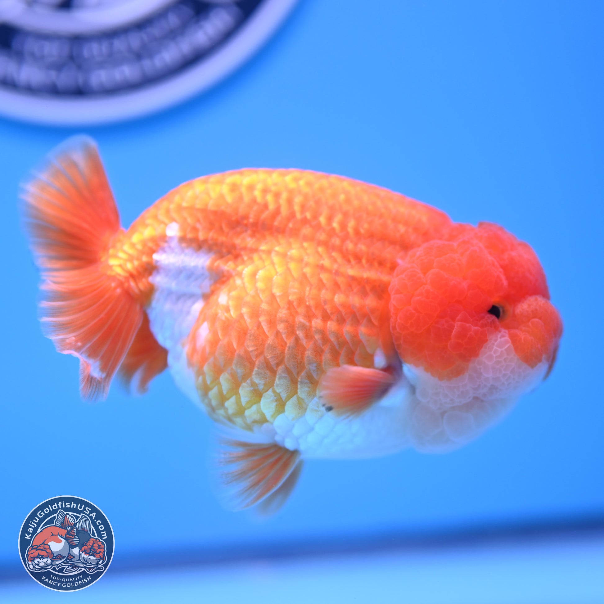 Red White Lionchu 4in Body (240823_RC06) - Kaiju Goldfish USA