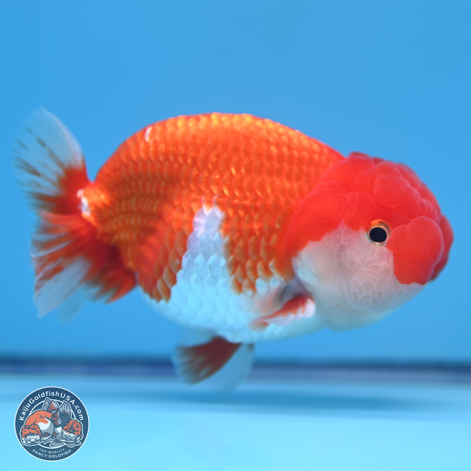 Red White Buffalo Ranchu 4-5 in (241011_RC06) - Kaiju Goldfish USA