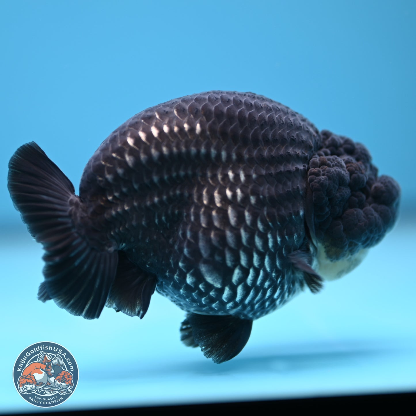 Platinum Ranchu 3.75 inches Body - Male (241227_RC06)