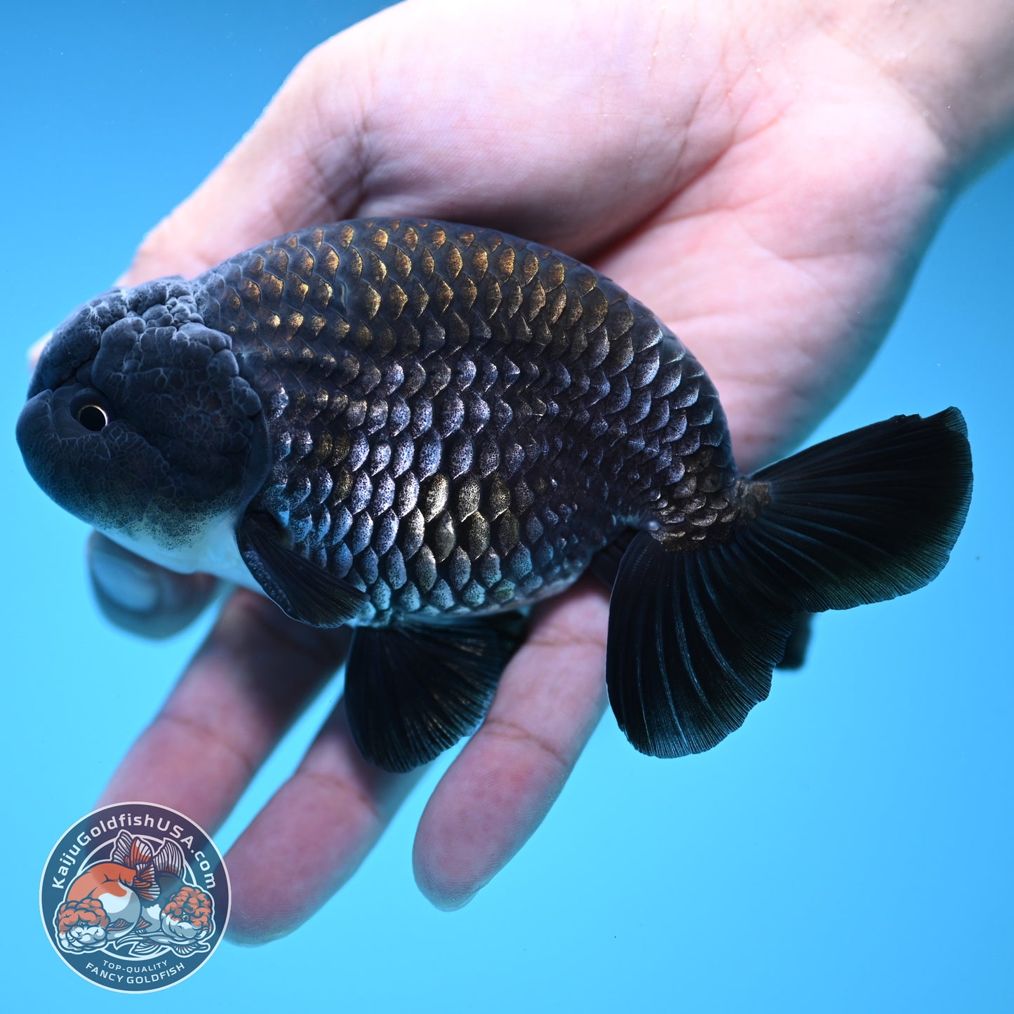Sapphire / Platinum Ranchu 4 inch Body (250919_RC06)