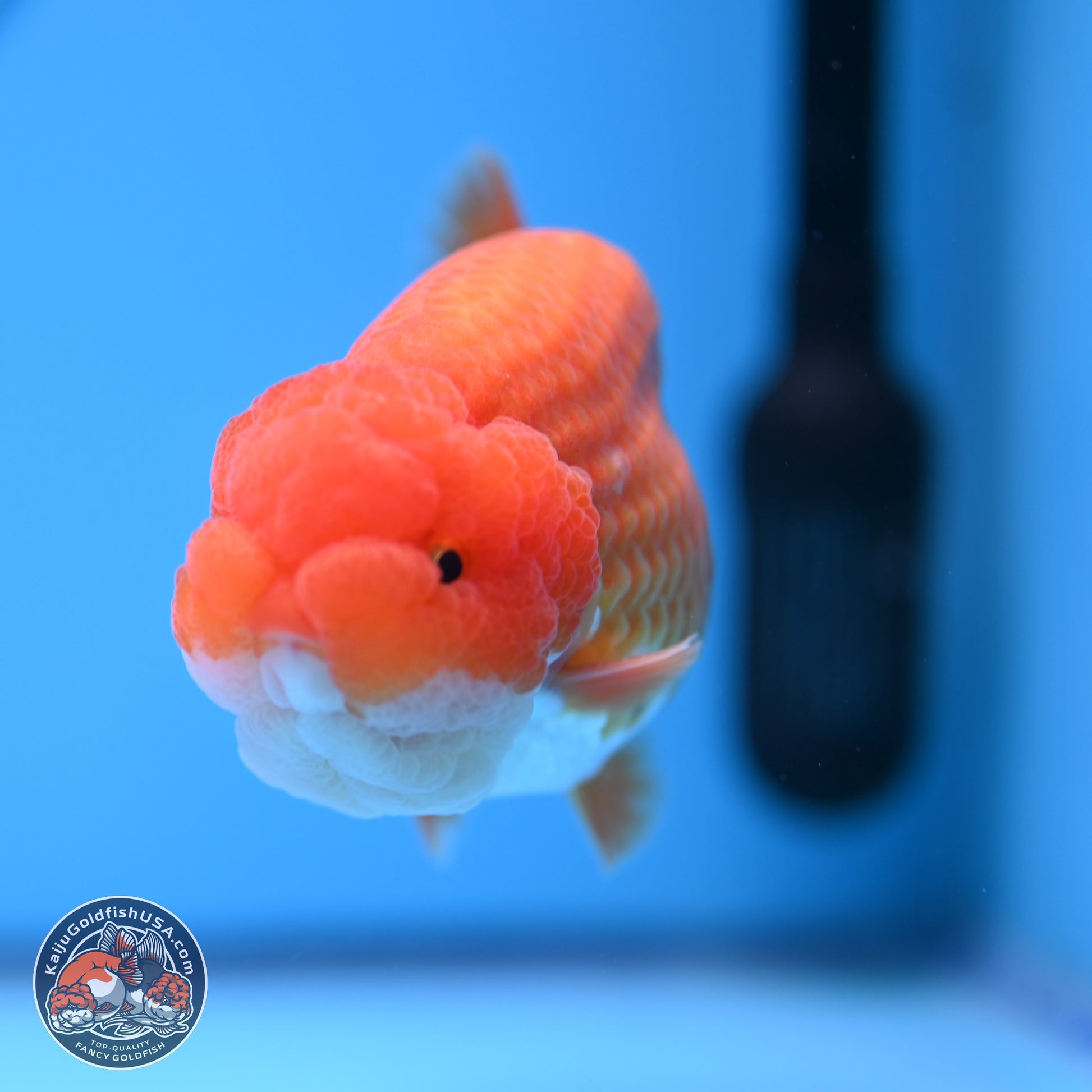 Red White Lionchu 4in Body (240823_RC06) - Kaiju Goldfish USA