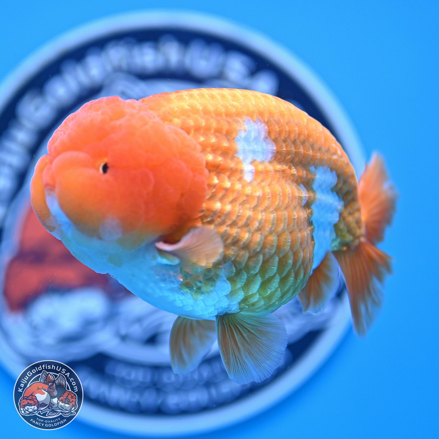 A Grade Red White Lionchu 4-4.5 inches (240906_RC06) - Kaiju Goldfish USA