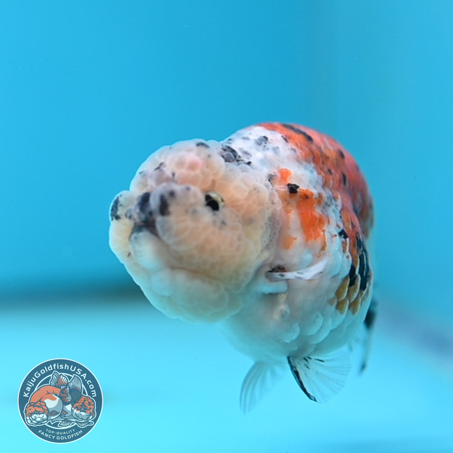 Calico Ranchu 3.8 inches Body (250516_RC06)