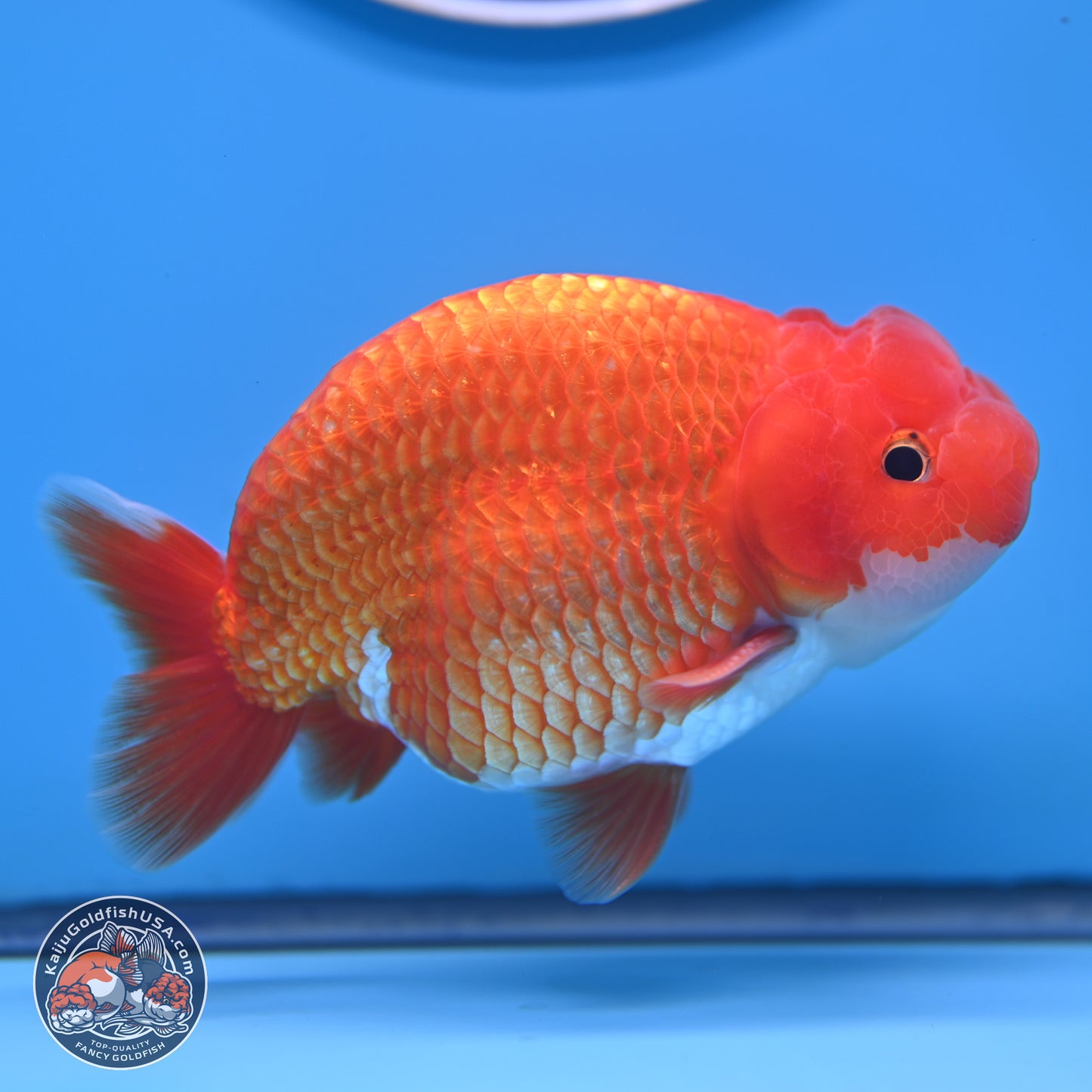 Red White Buffalo Ranchu 5 inches (241025_RC06) - Kaiju Goldfish USA