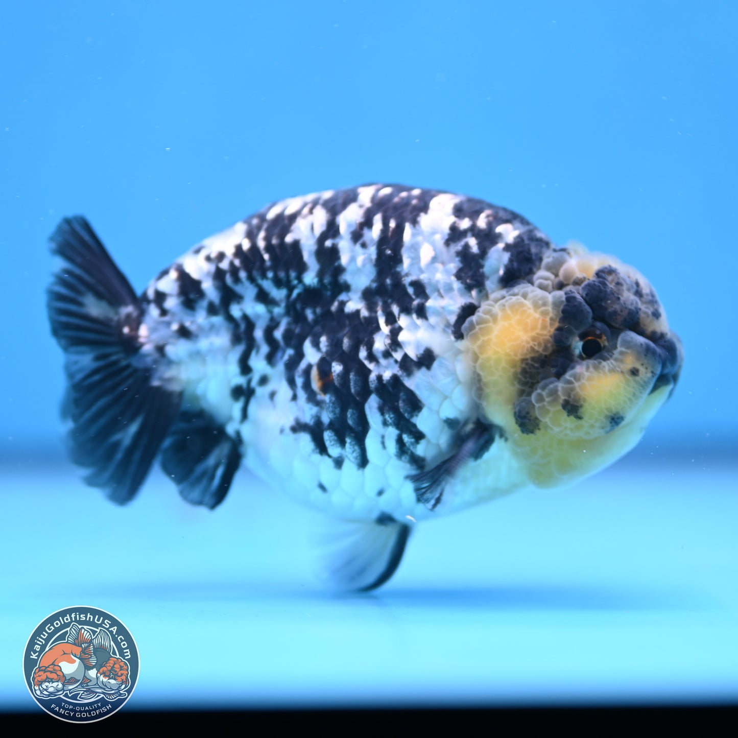 White Tiger Ranchu 3.75in Body (240809_RC06) - Kaiju Goldfish USA