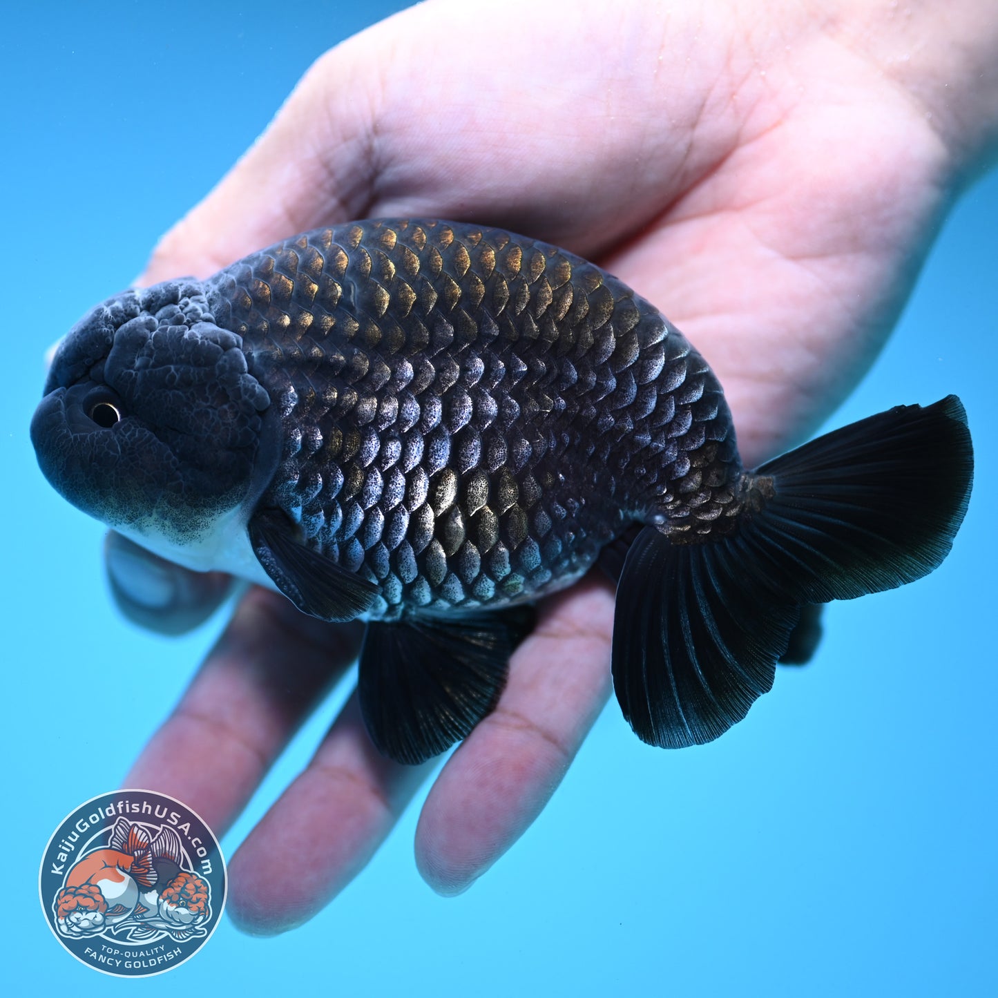 Sapphire / Platinum Ranchu 4 inch Body (250919_RC06)