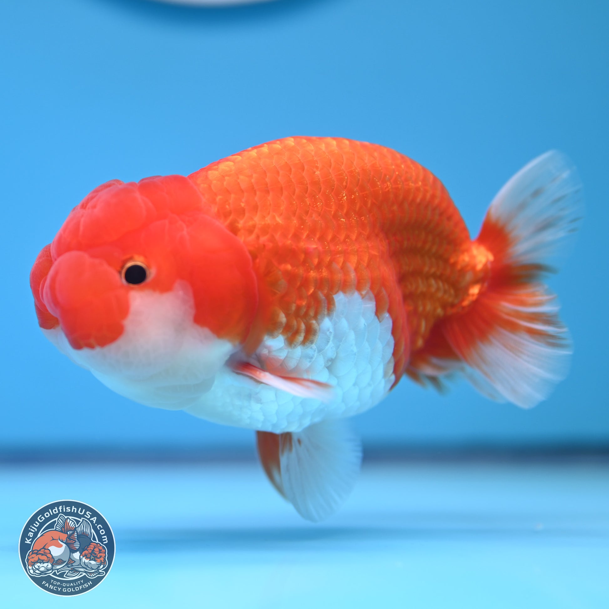 Red White Buffalo Ranchu 4-5 in (241011_RC06) - Kaiju Goldfish USA